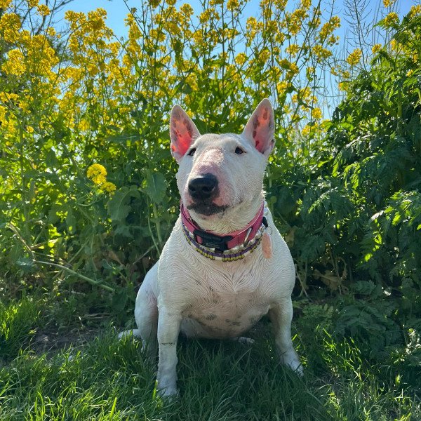 Borvo Nutrients creator