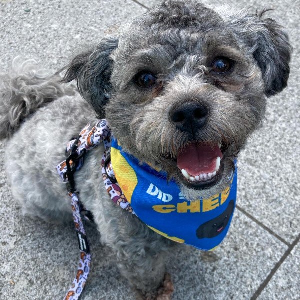 Borvo Nutrients creator