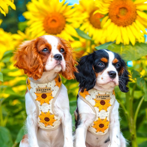 Seaweed for Dogs creator