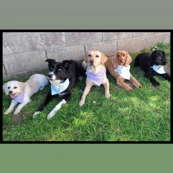 Borvo Nutrients creator