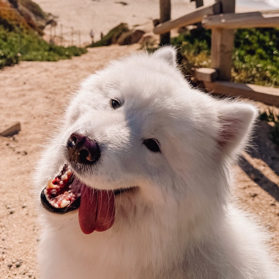 @curie.thesamoyed