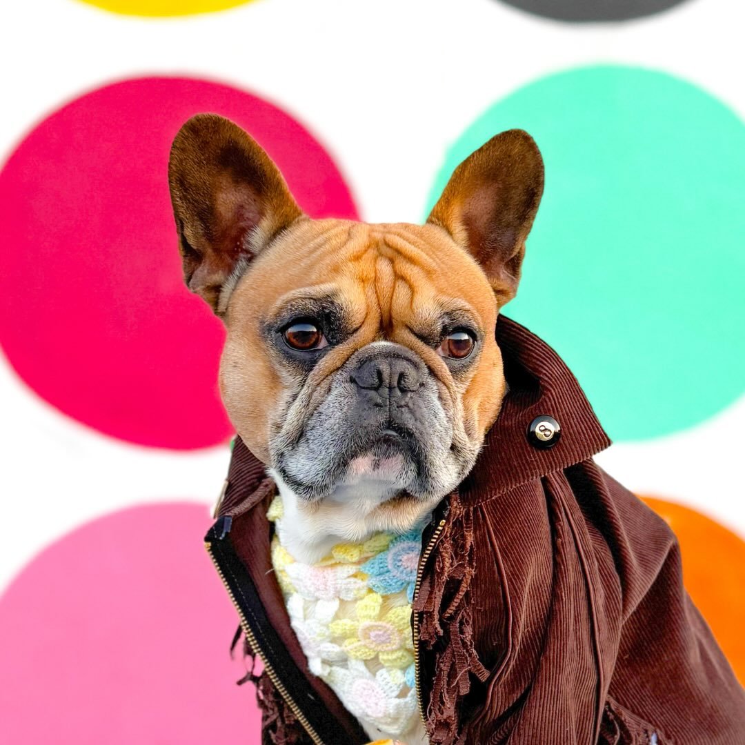 @midas_frenchie_gold