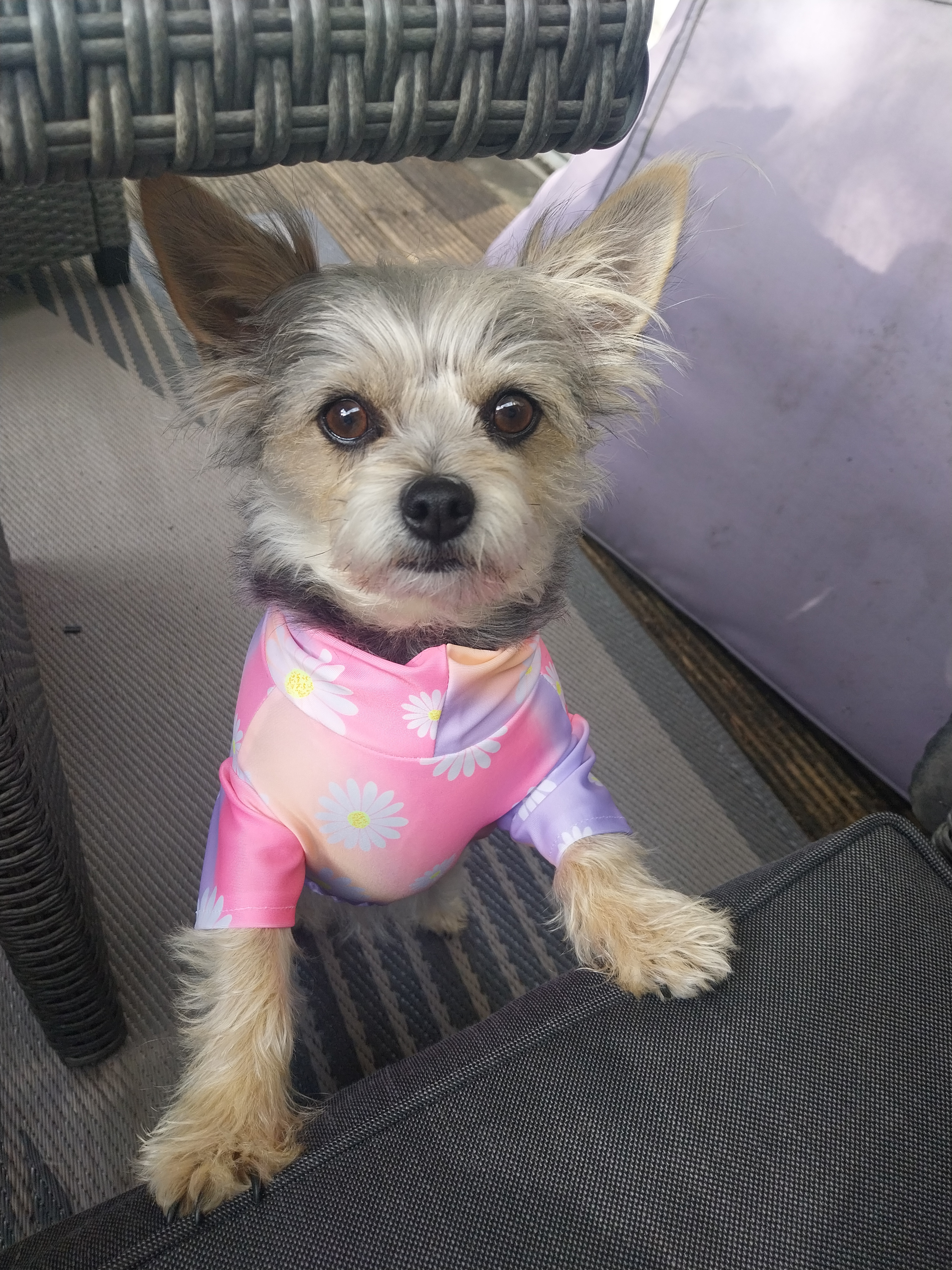 @missymoo_chorkie