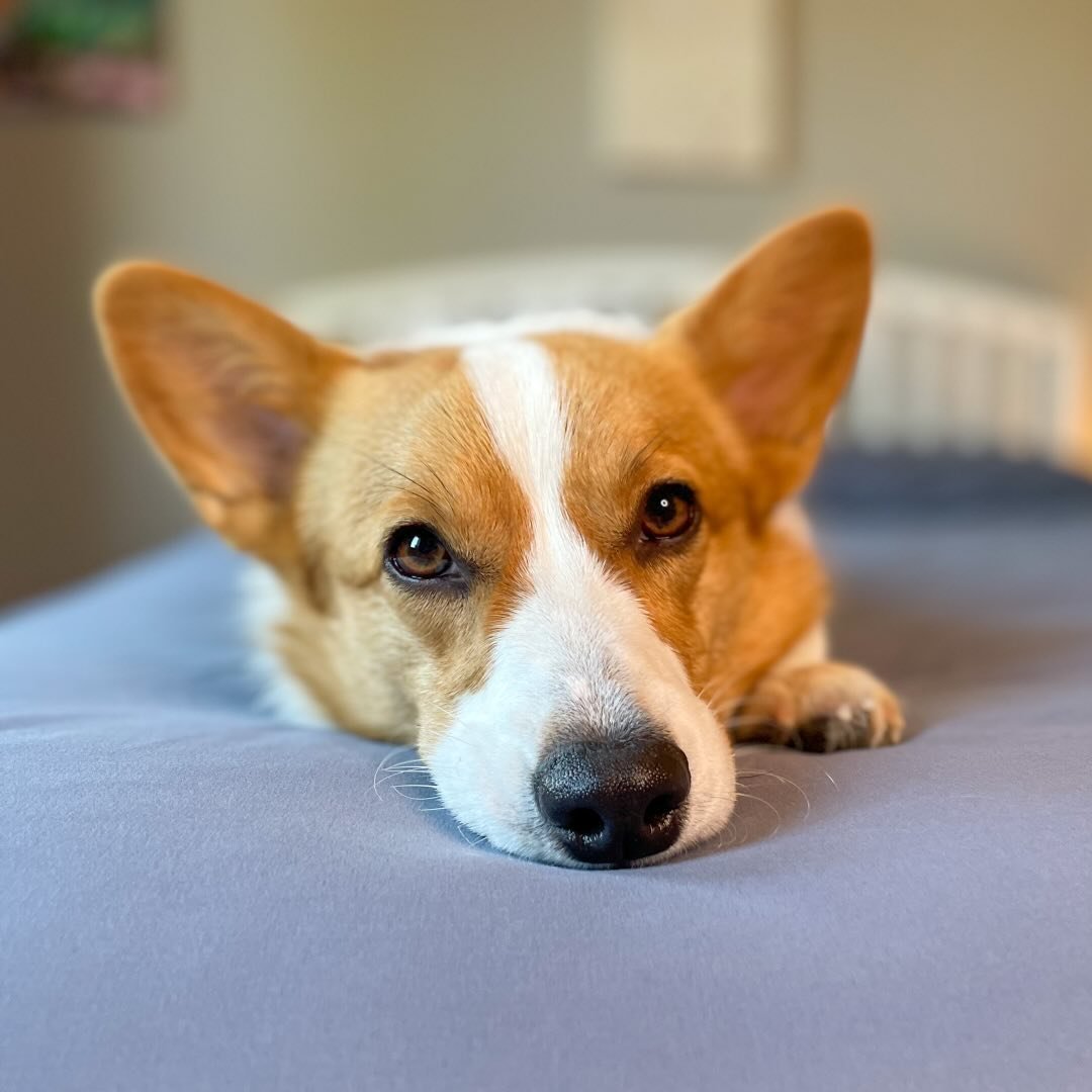 @chapitothecorgi