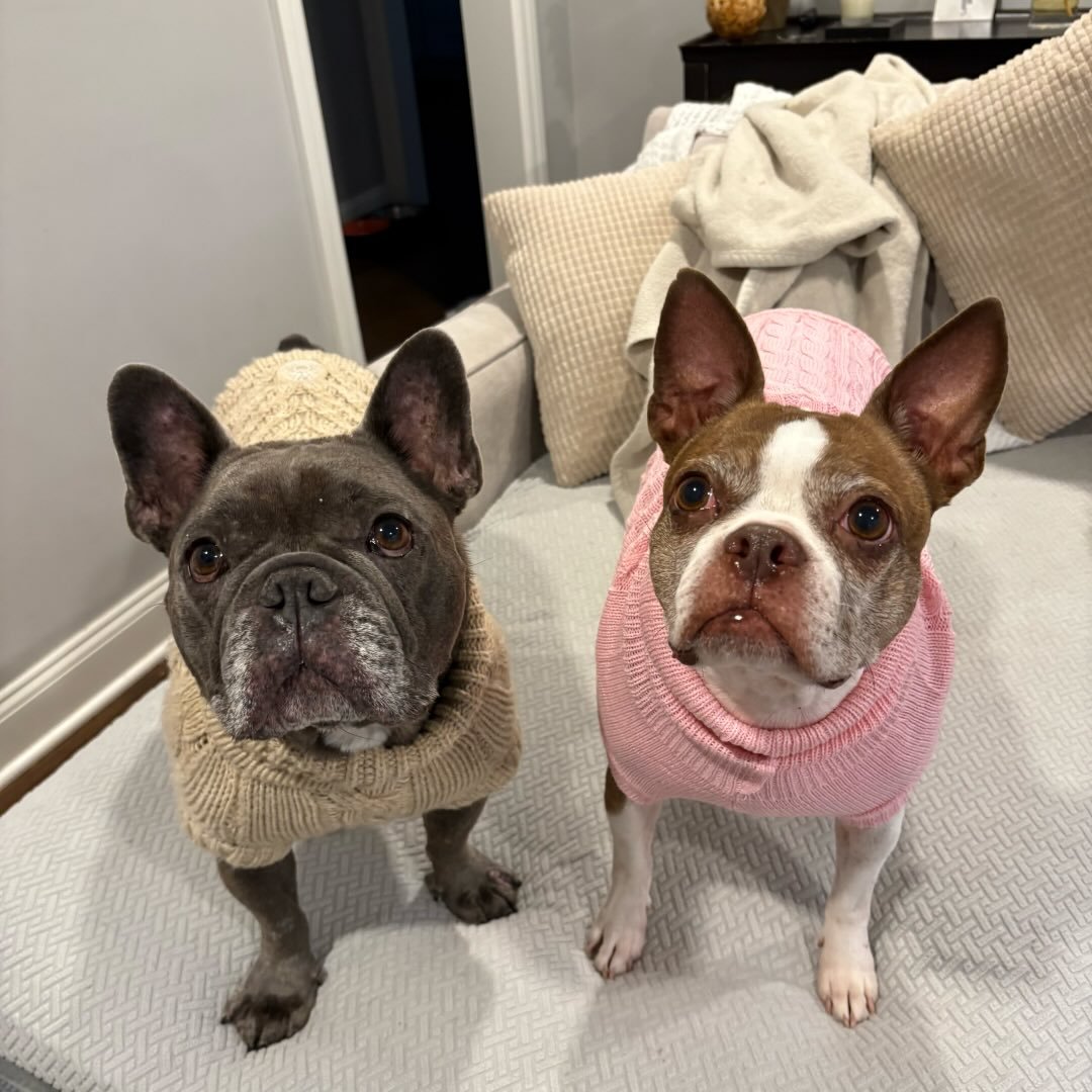 @frenchiemeetsboston