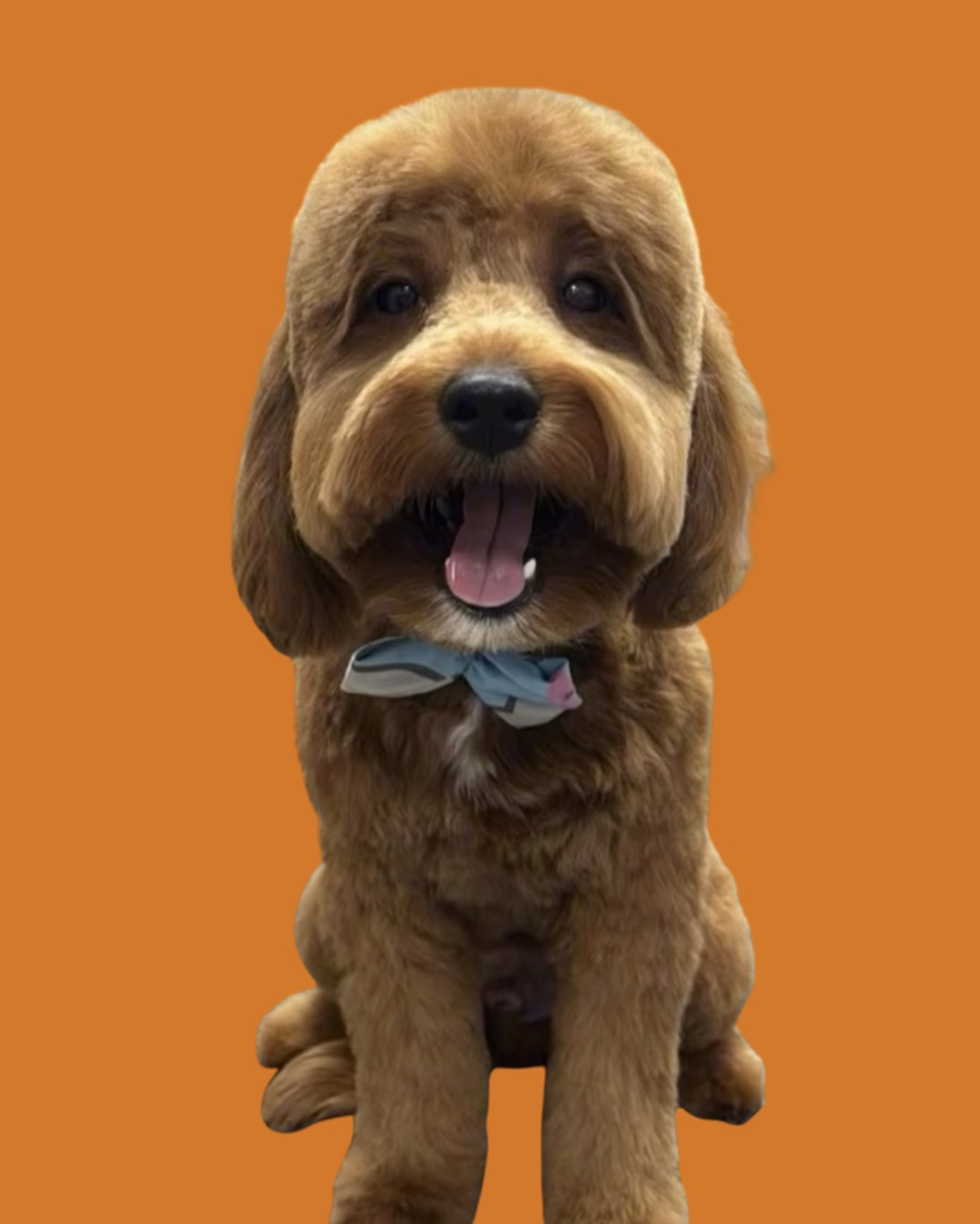 @bulleit_the_doodle