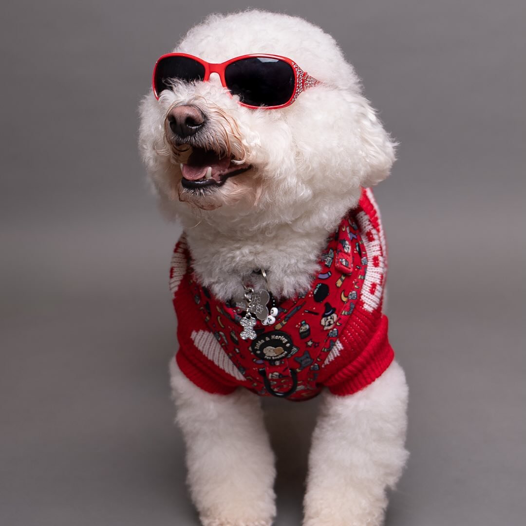 @beauthebichon17