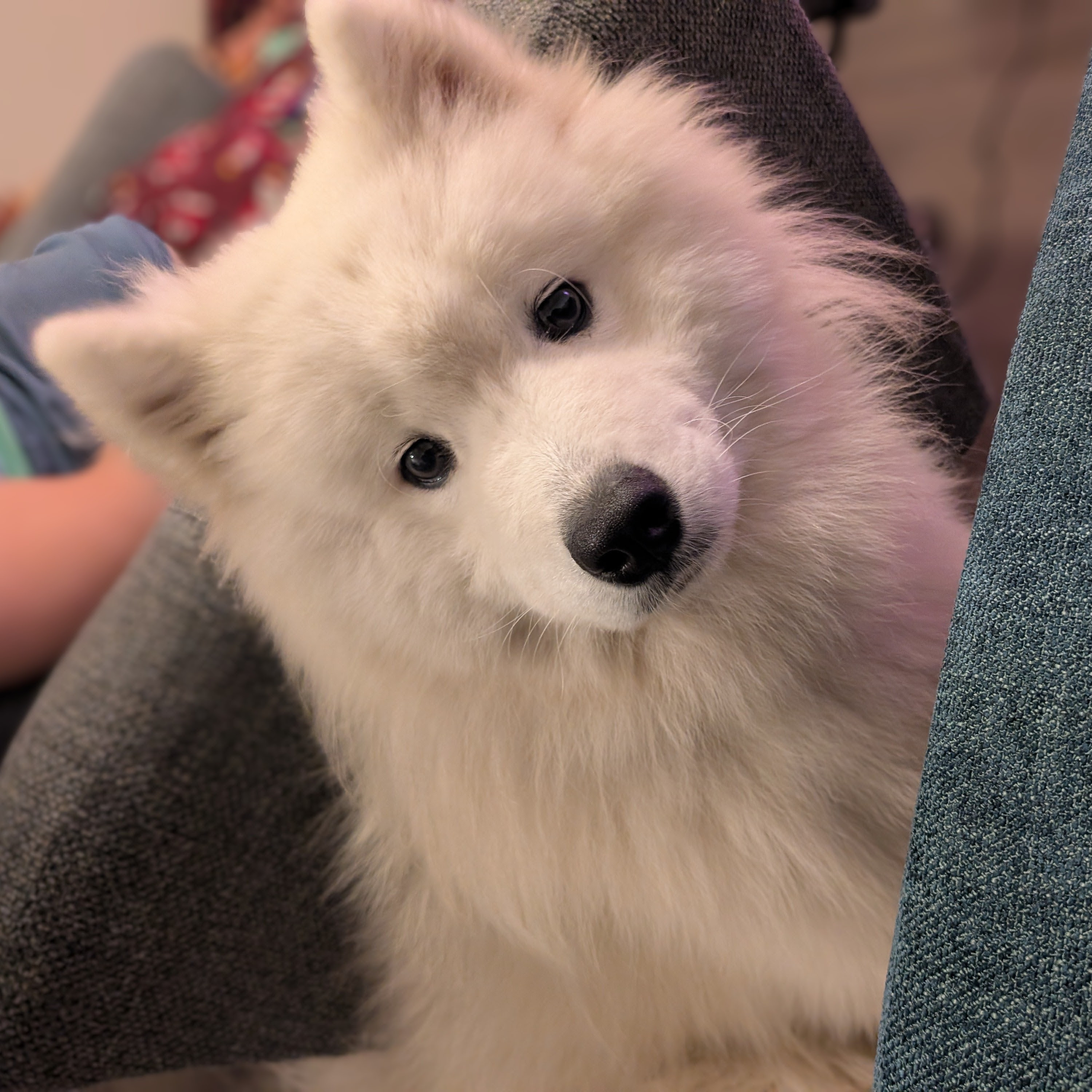 @oatsthesamoyed