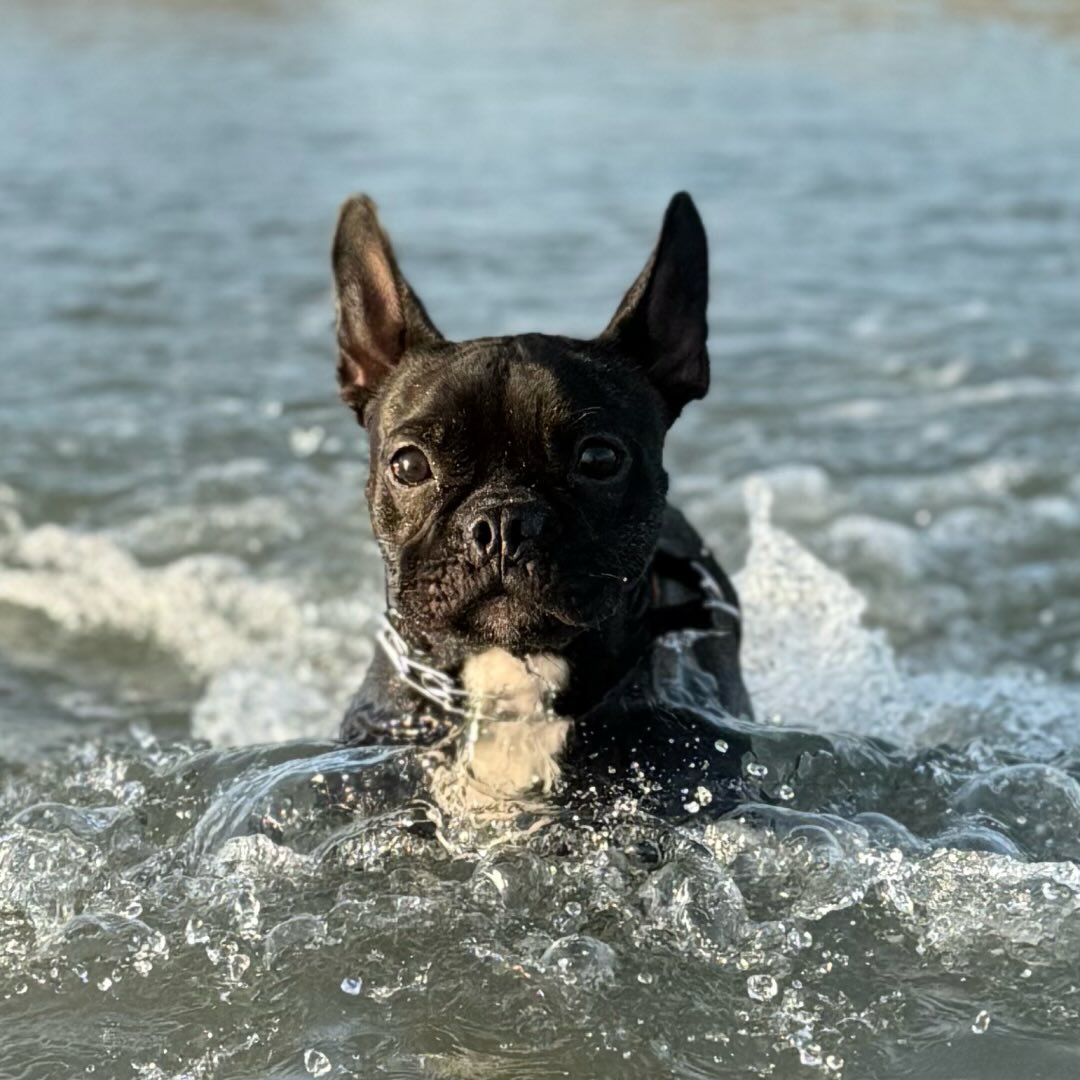 Town 'n' Country creator 1