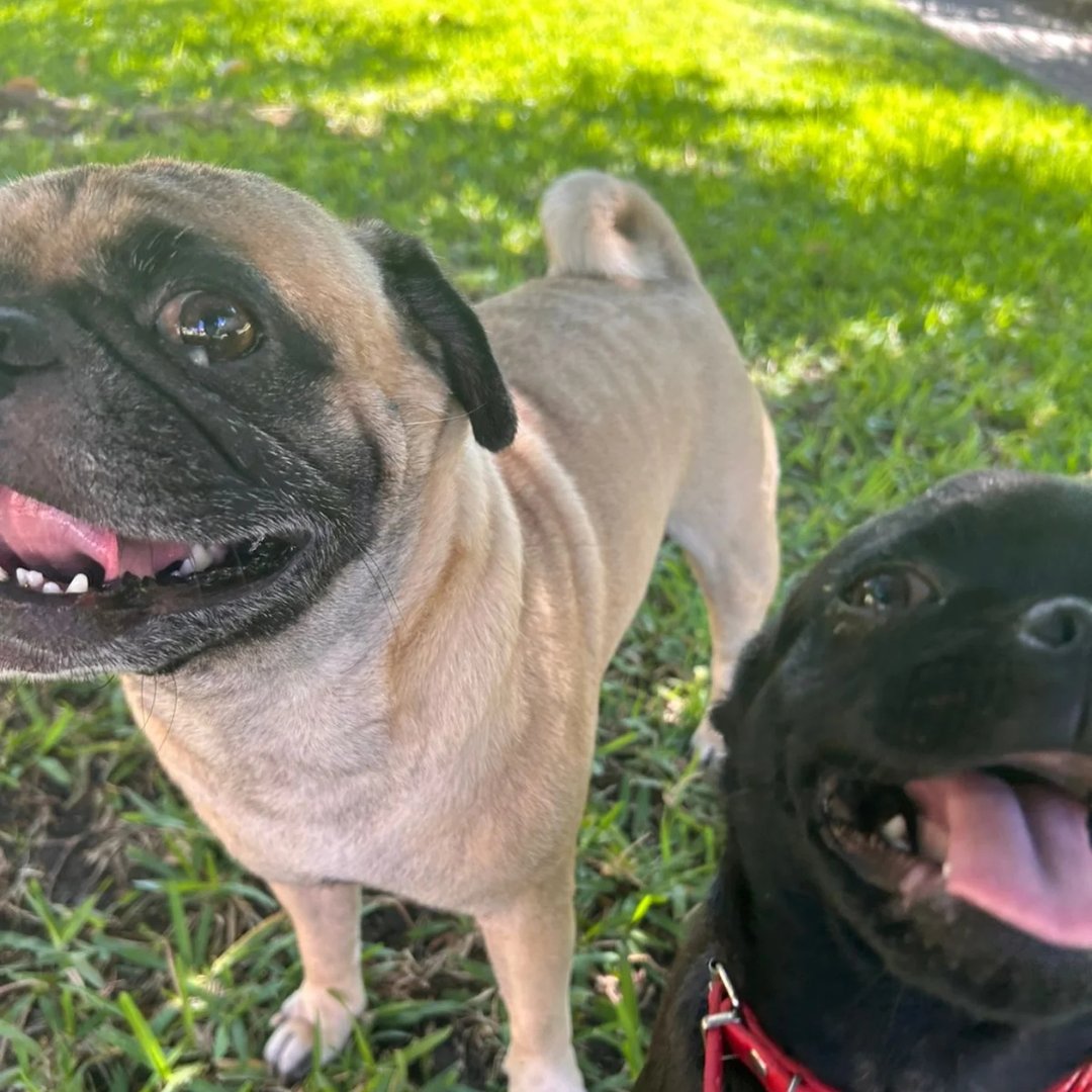 @papi.pugfluencer