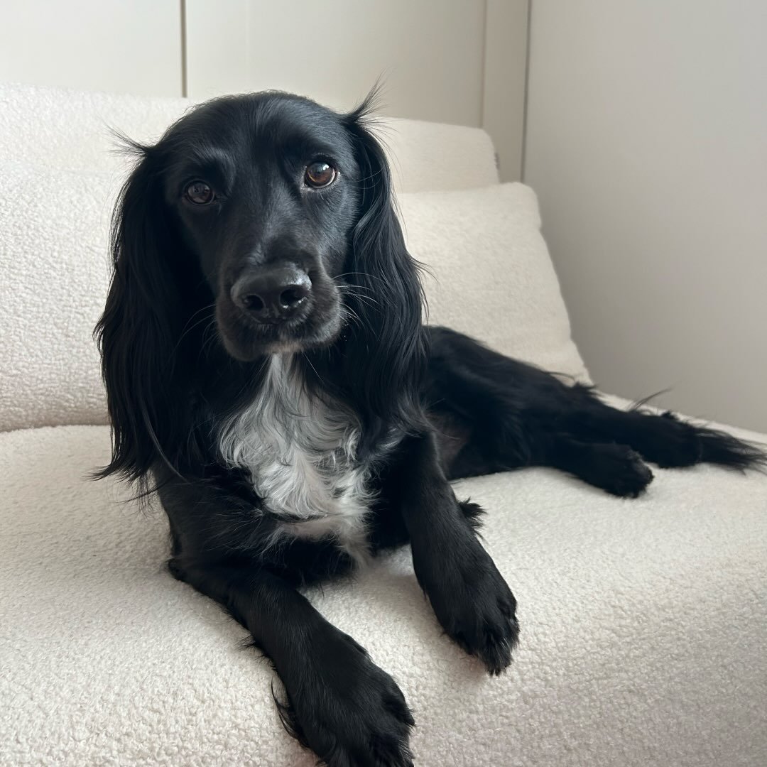 @ralph.the.spaniel24