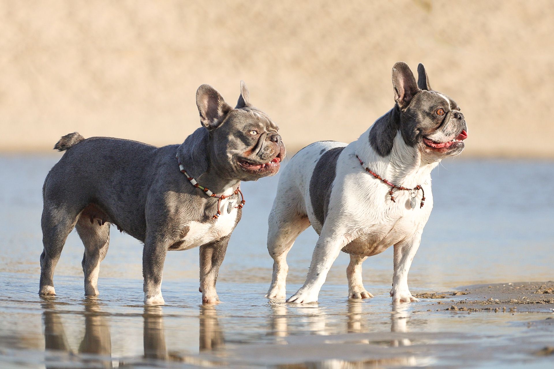 ivylillypoppyfrenchies