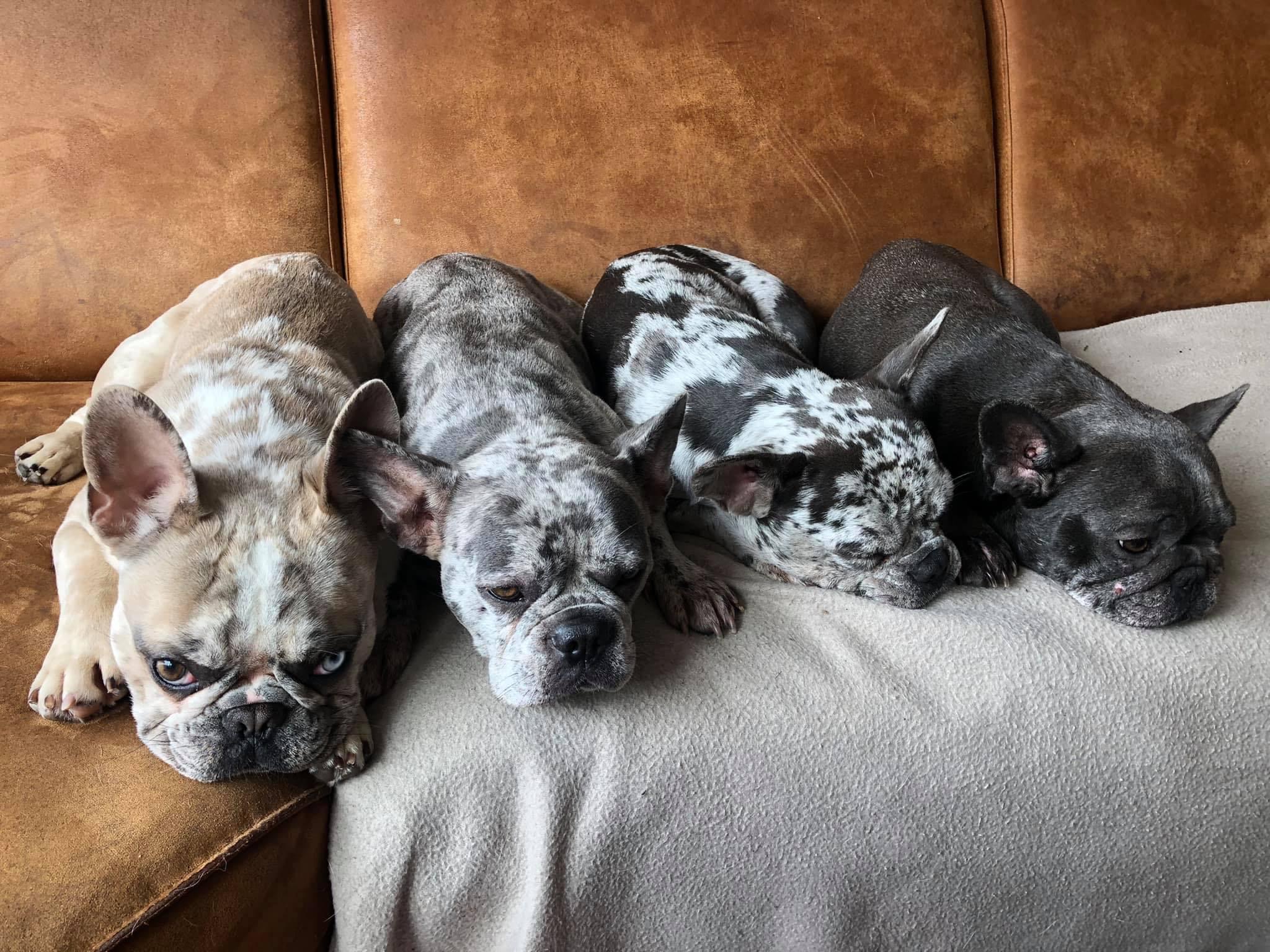 Harvey, Zenna,Wasabi,Blue,Ruby and Morgan