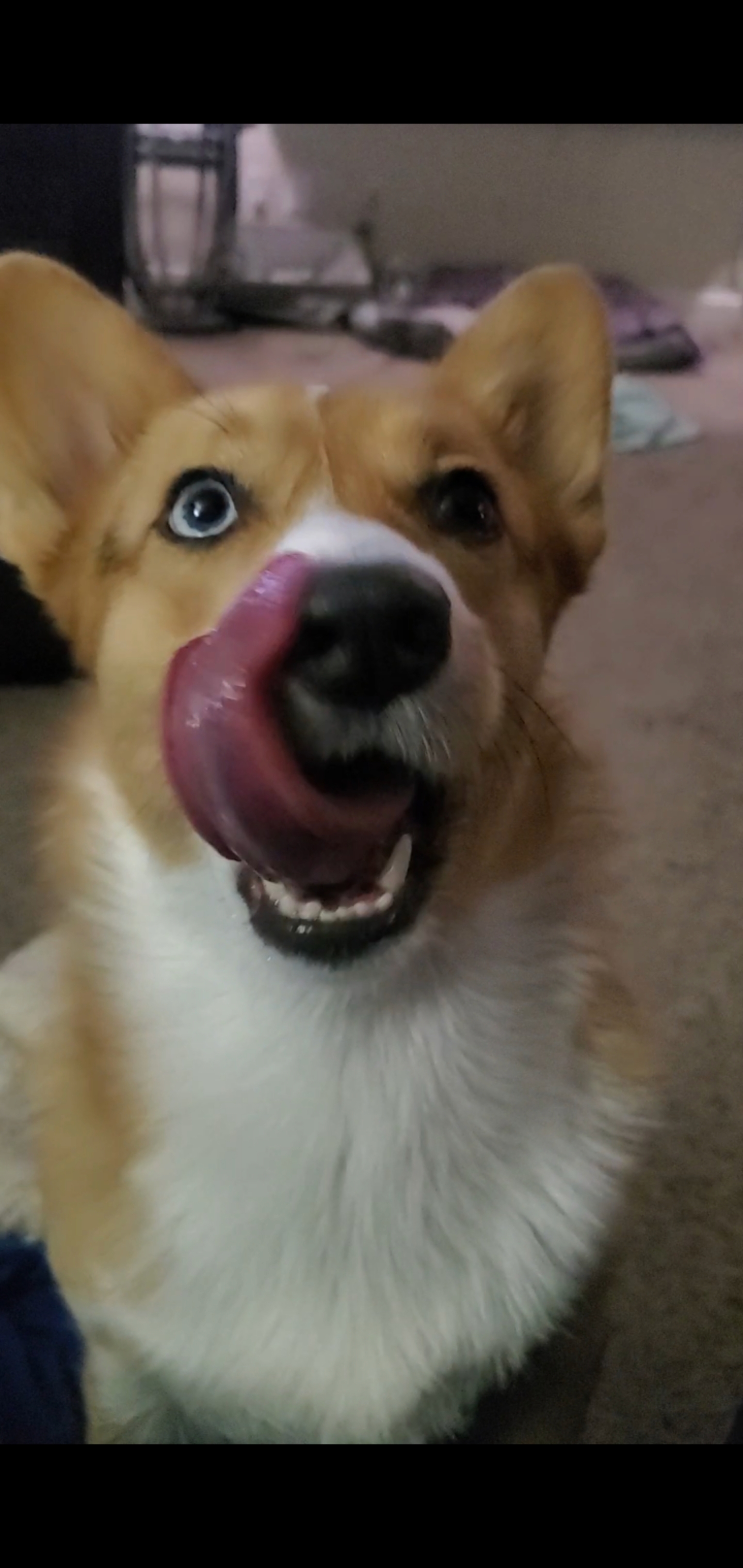 Bella