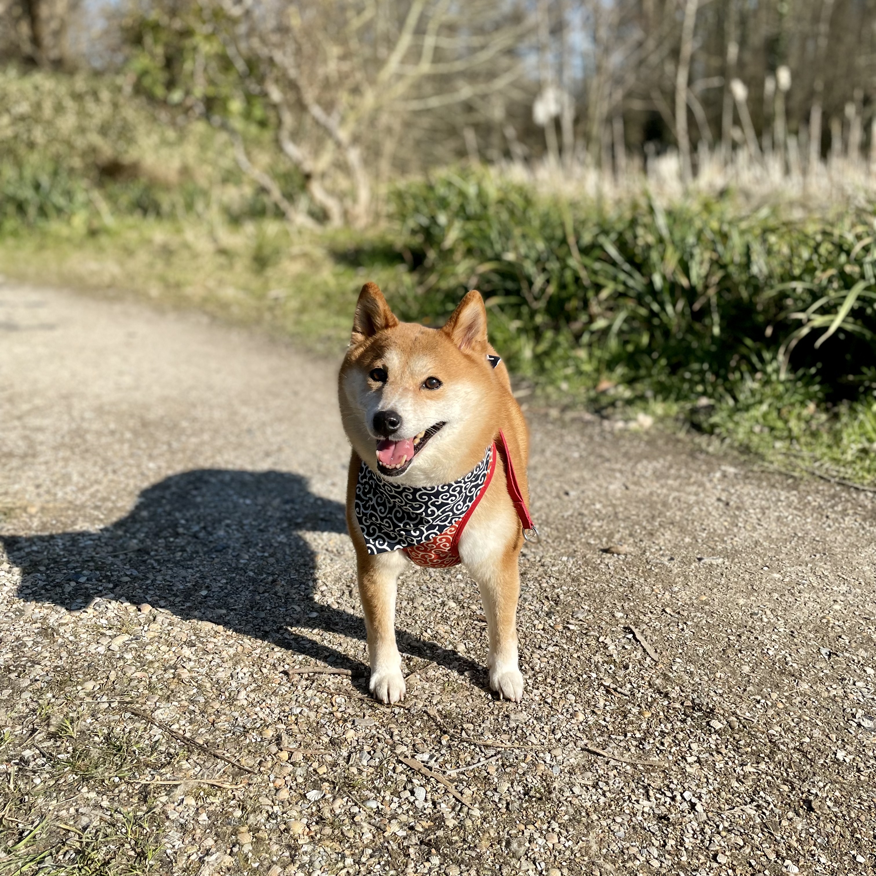 Mika