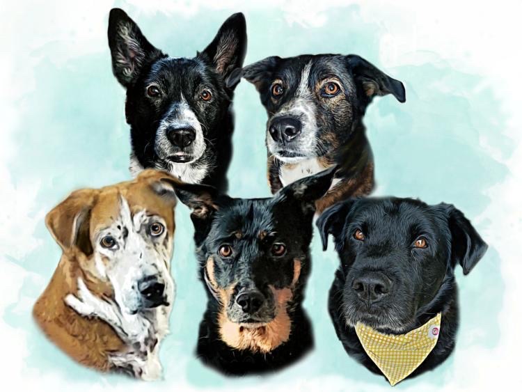 Randi,Rain,Callie and TheBigBoyBear