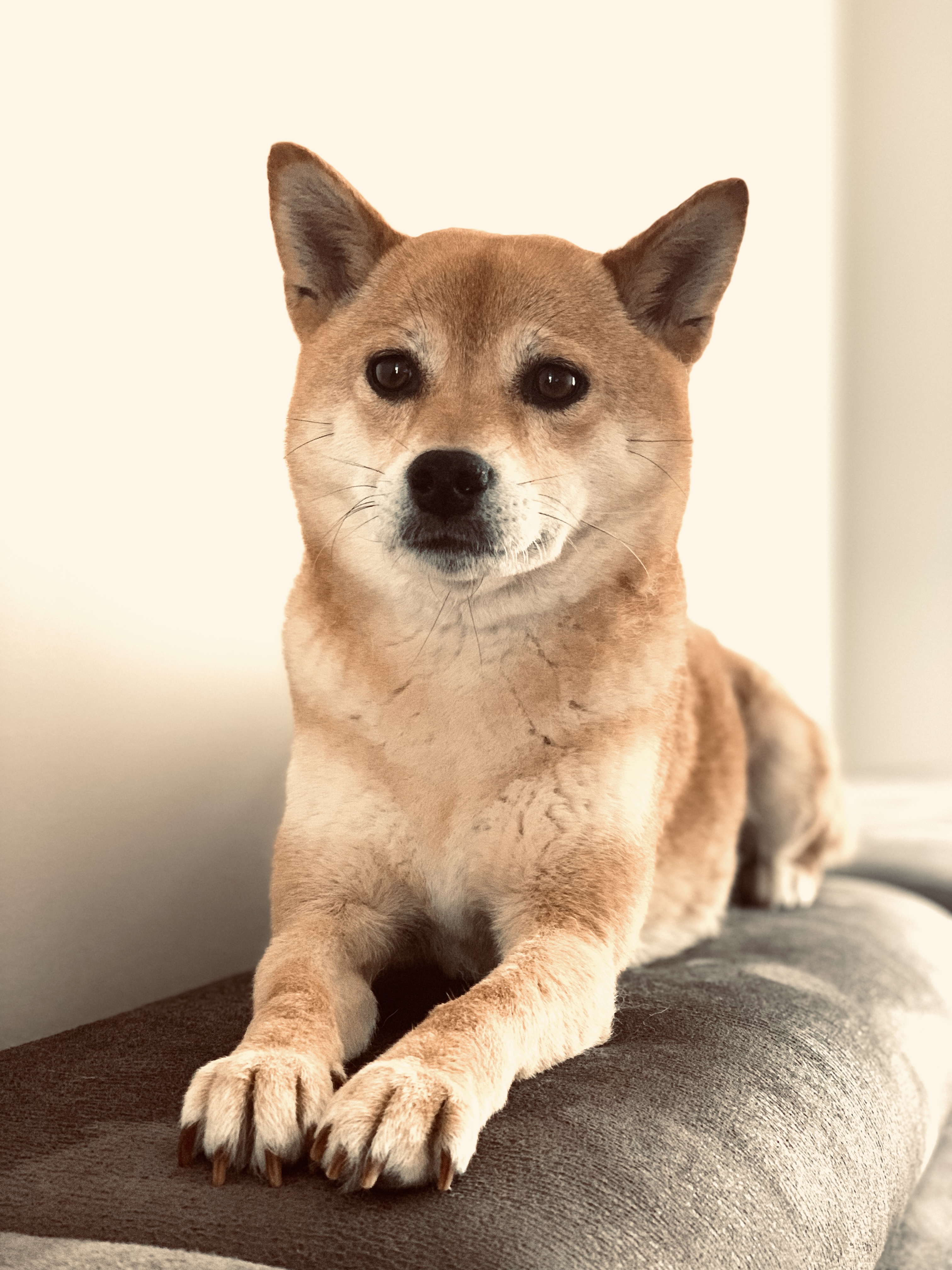 Hachi