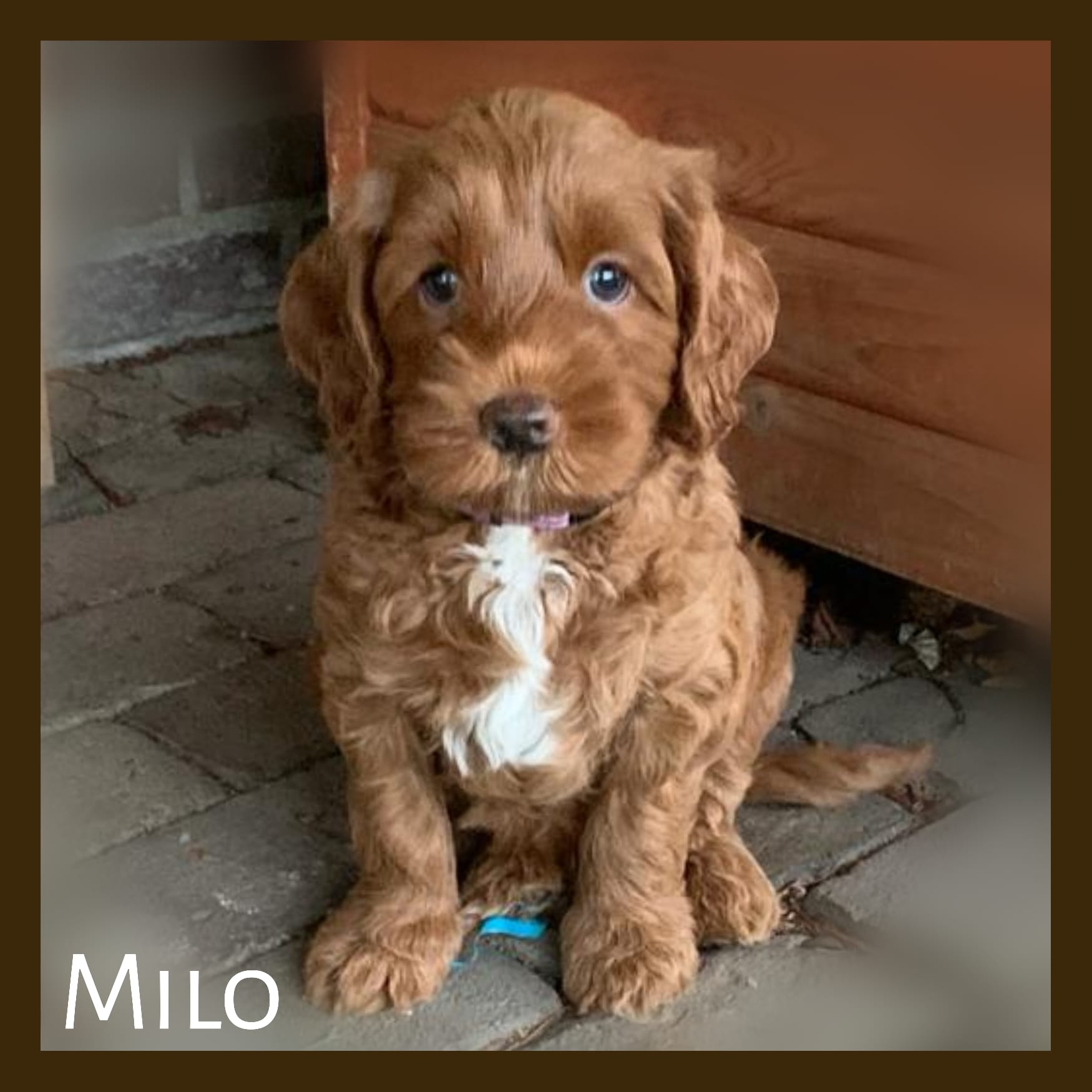 Milo