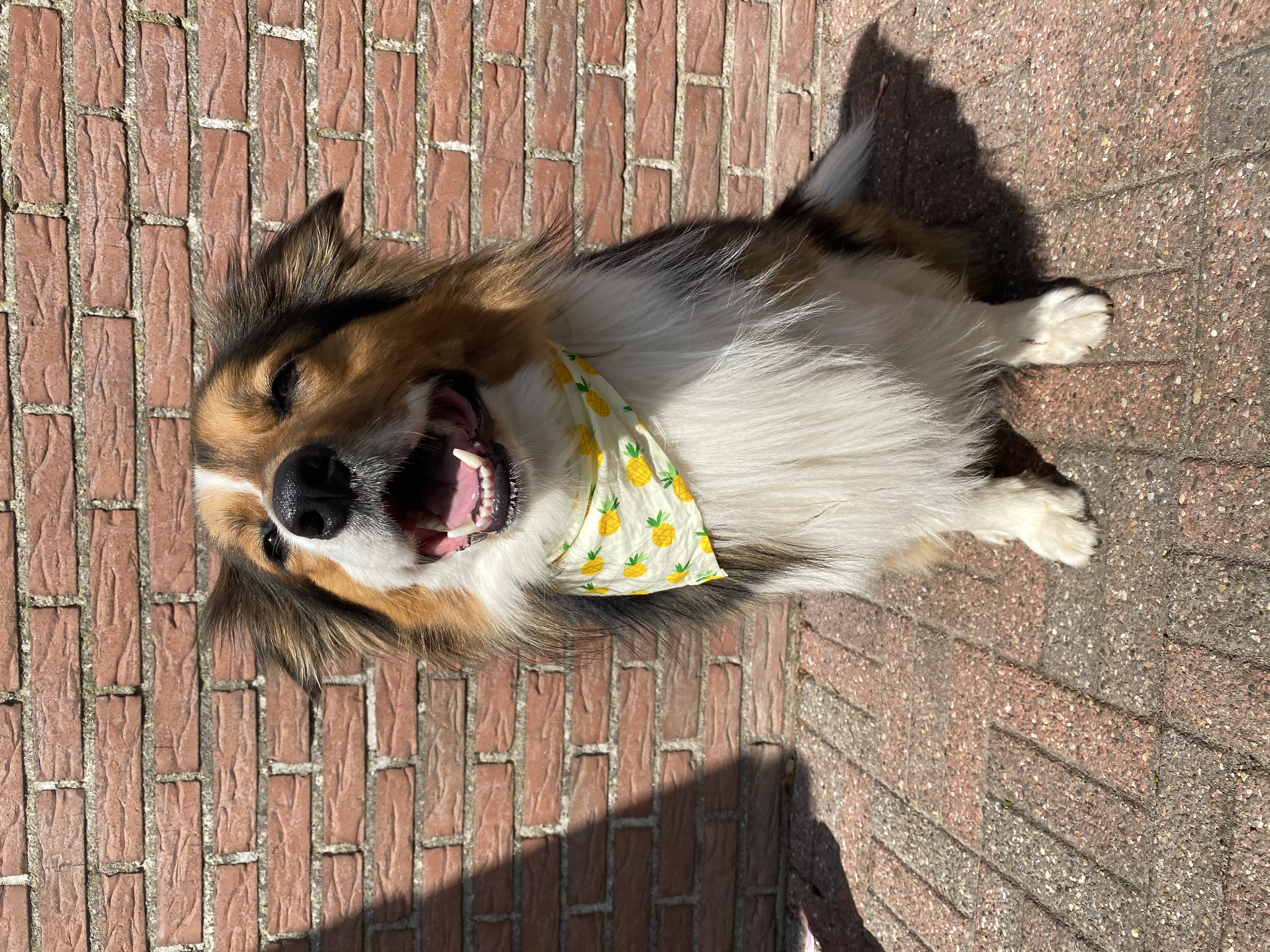 Mylo