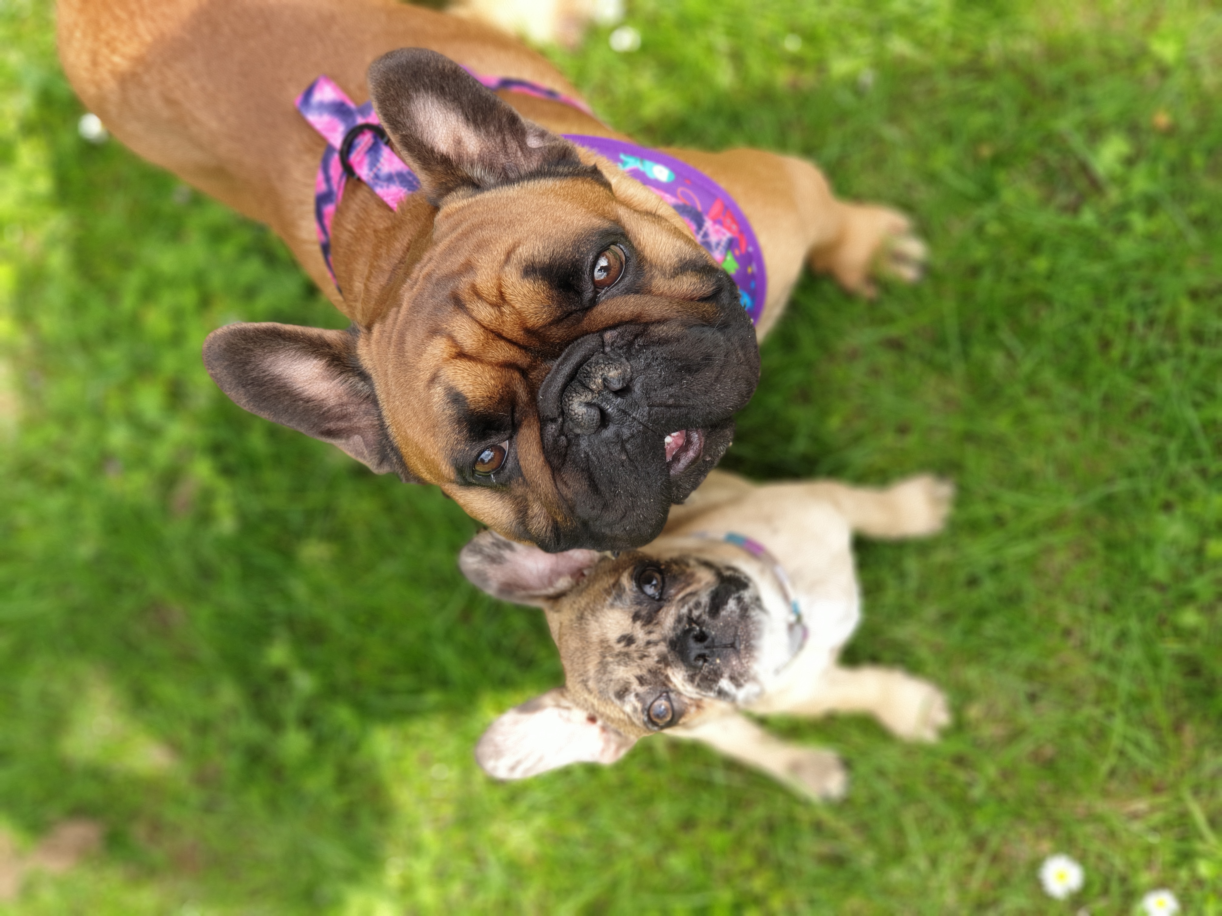 Tyson and Odin