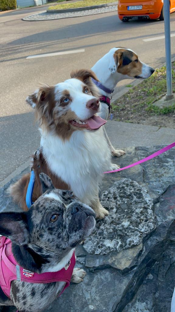 Kito - ich bin ein sehr aufgeweckter wissbegieriger Rüde