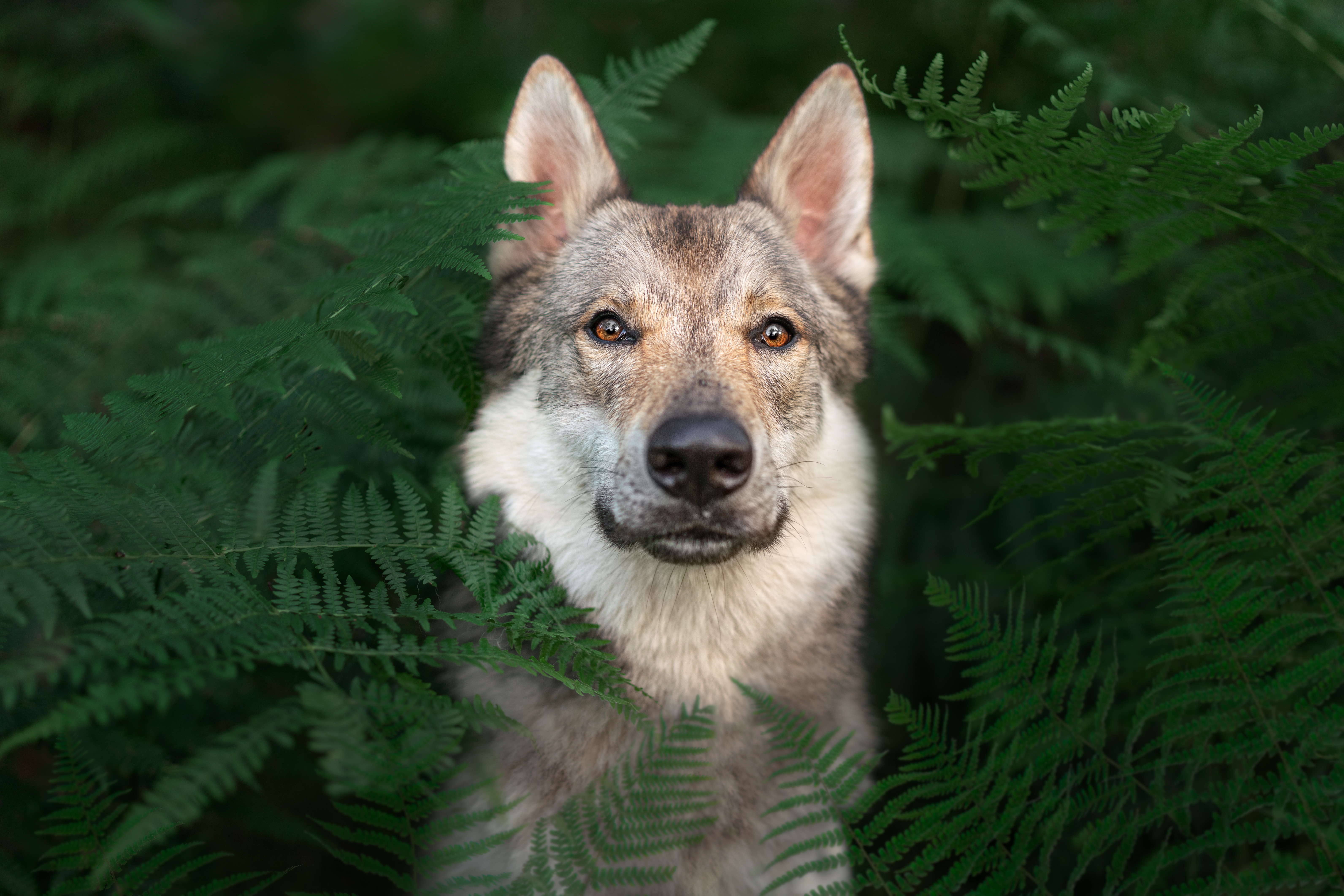 Fenrir