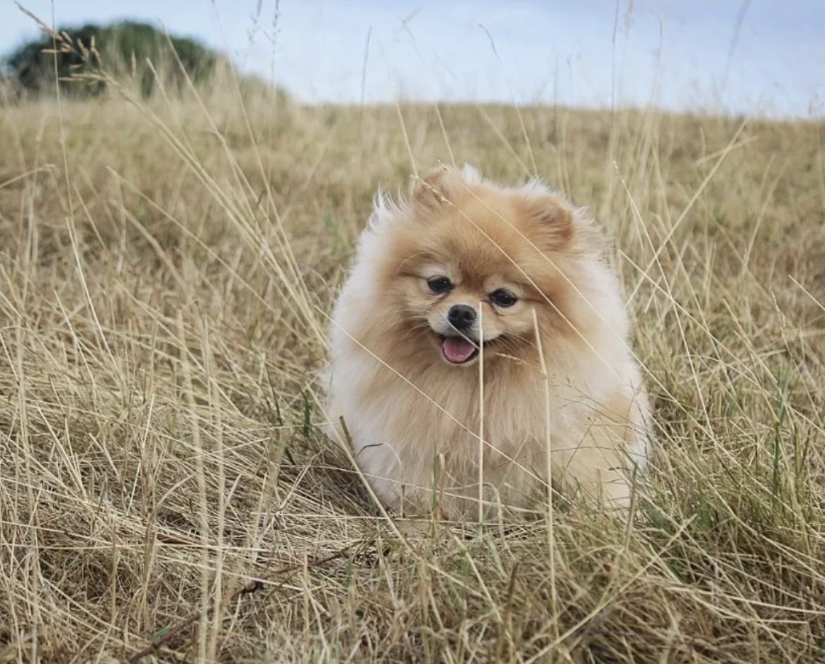 Nini