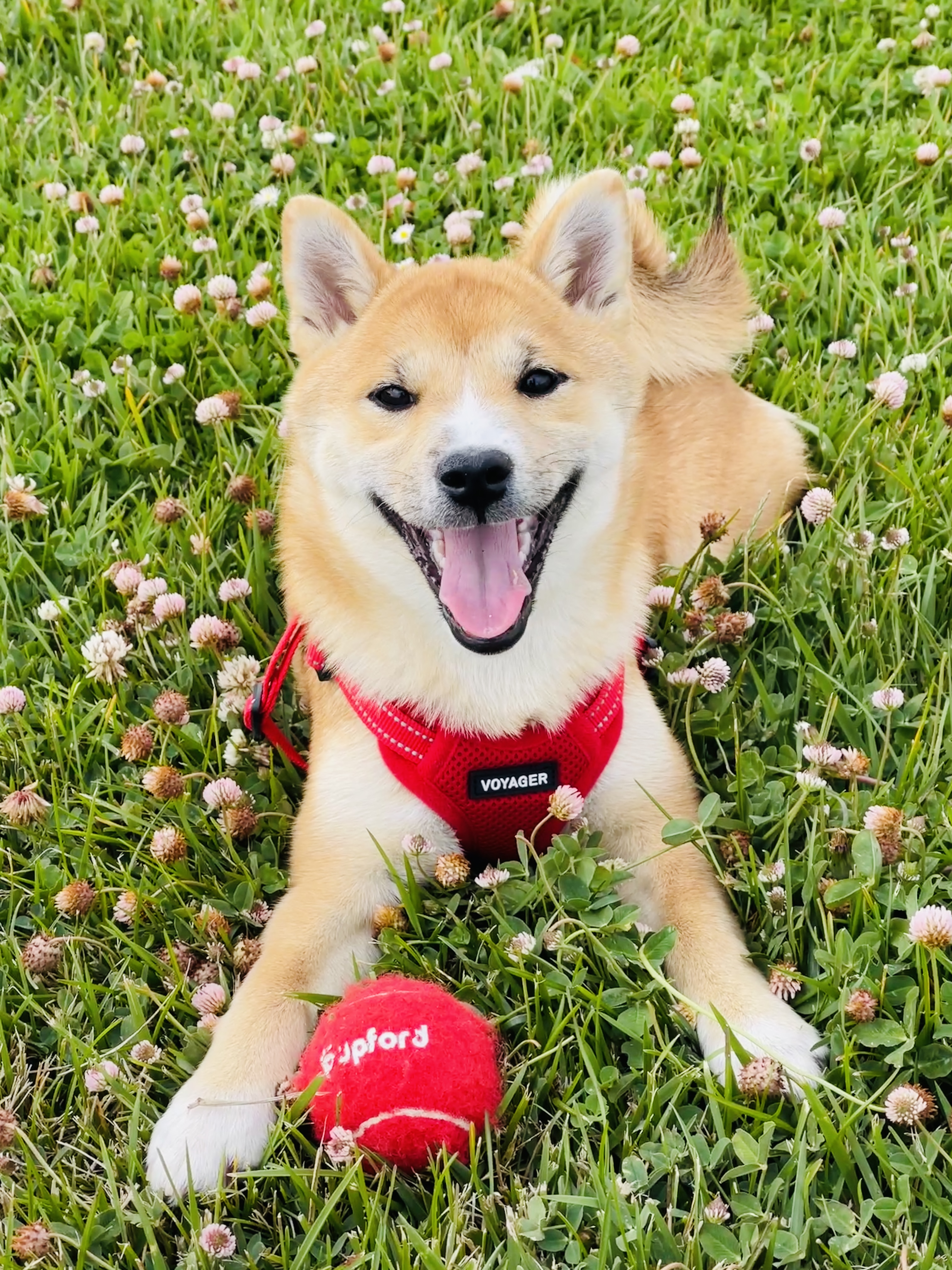 SUKI