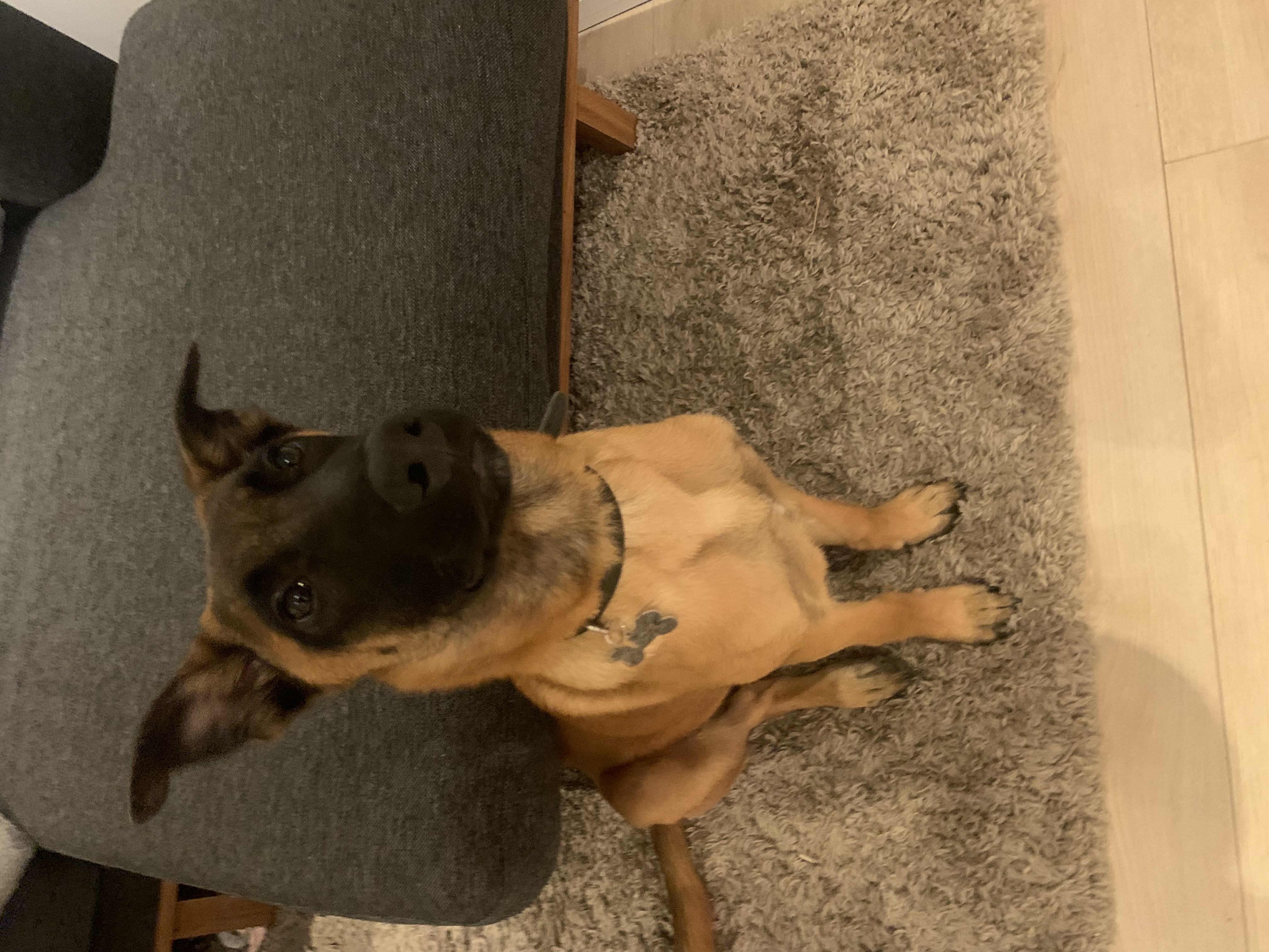 Koda