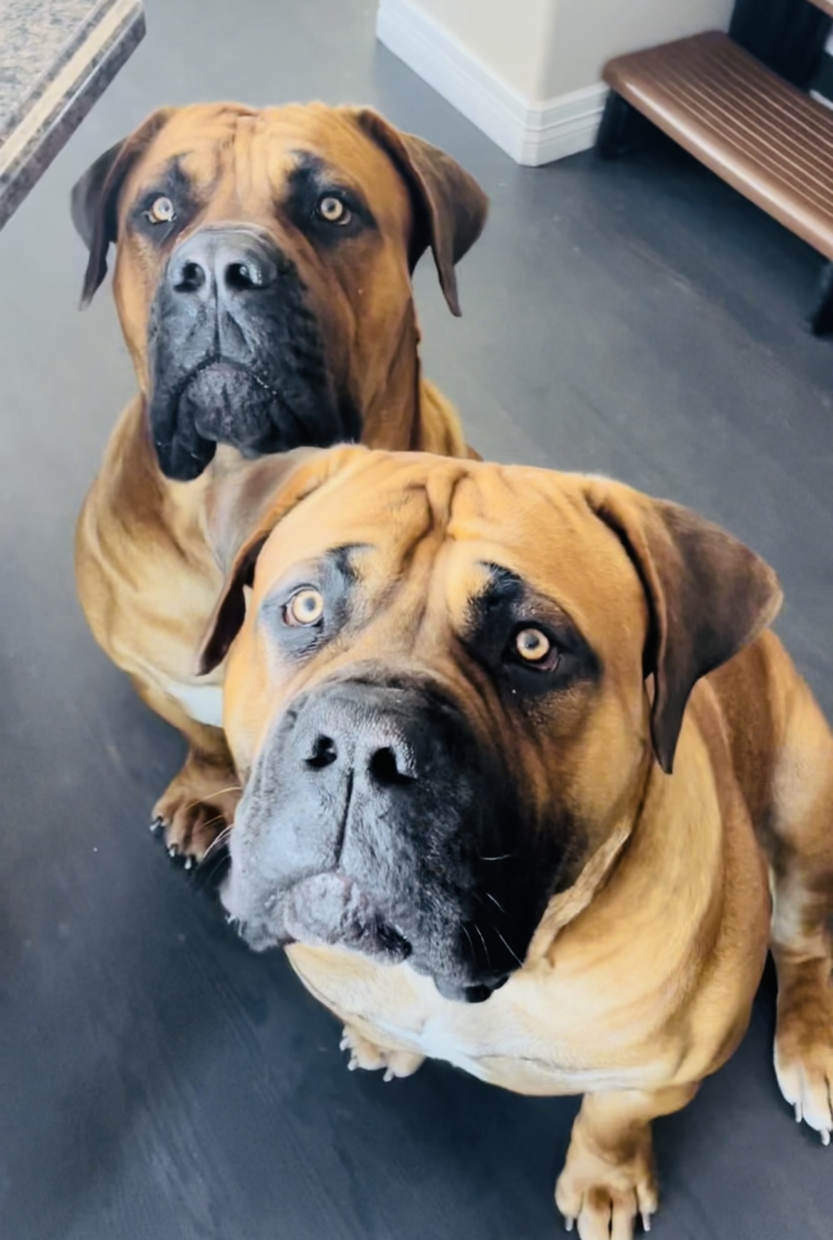 Maximus and Morpheus