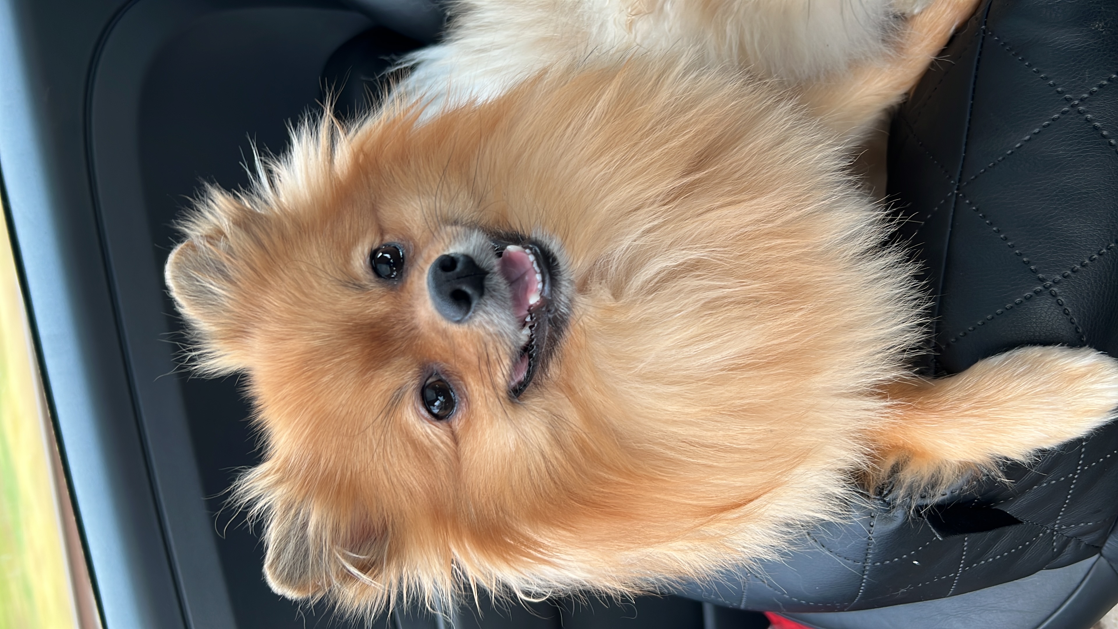 Benji