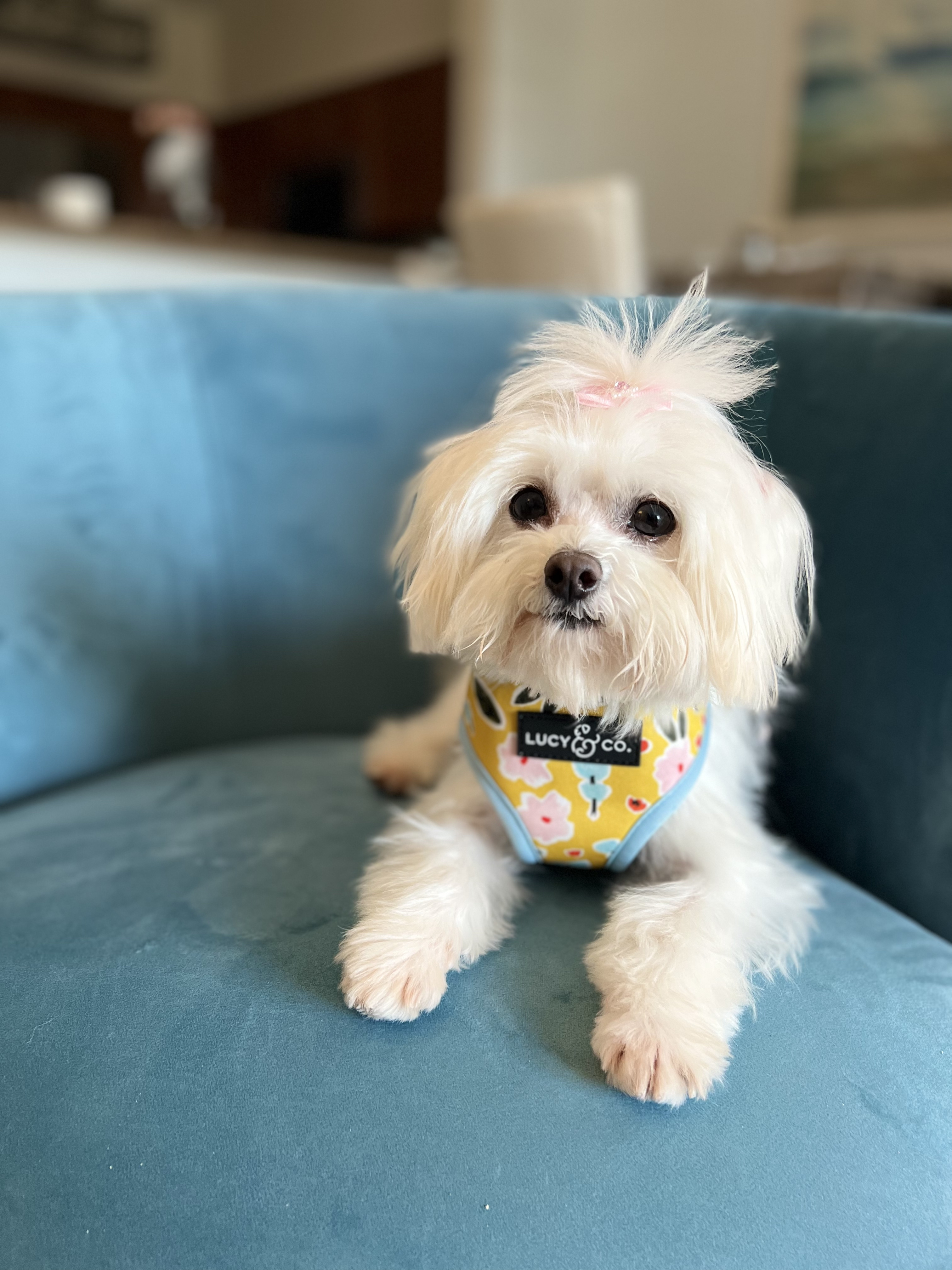 Lulu