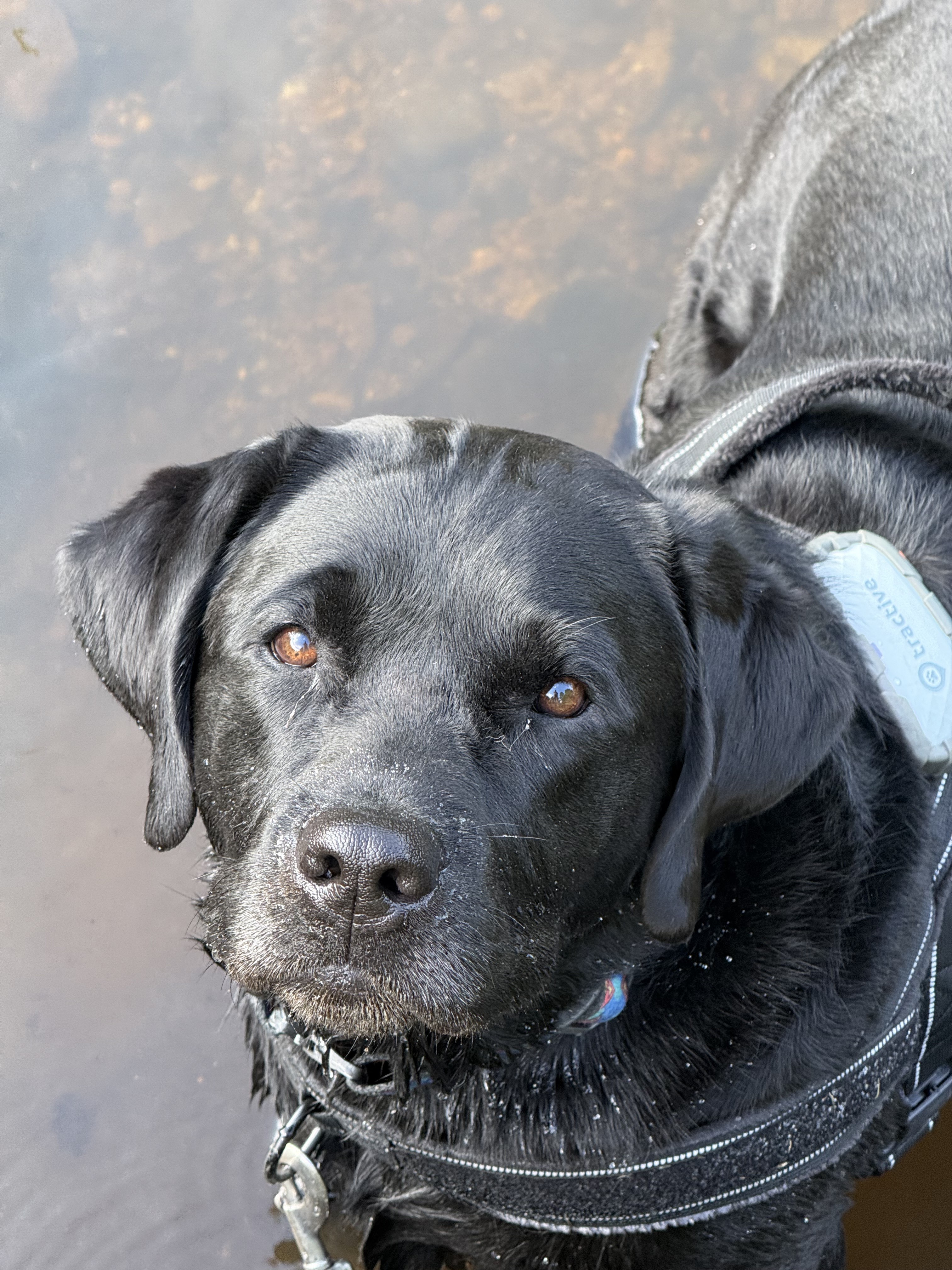 Onyx