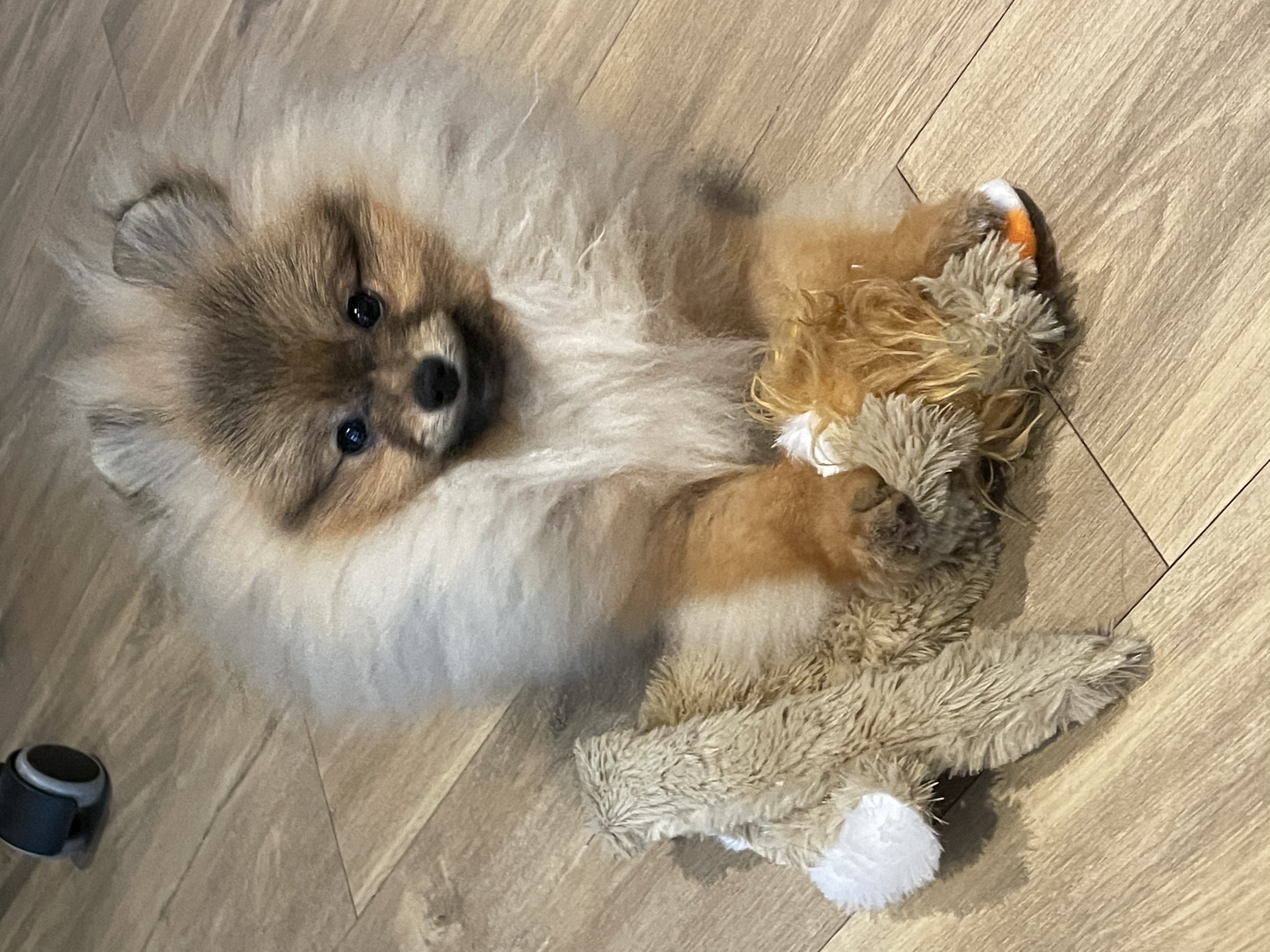 Eevee