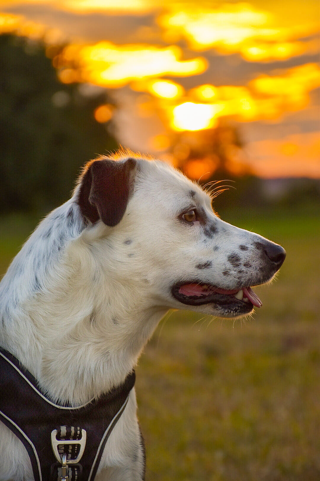 Laika