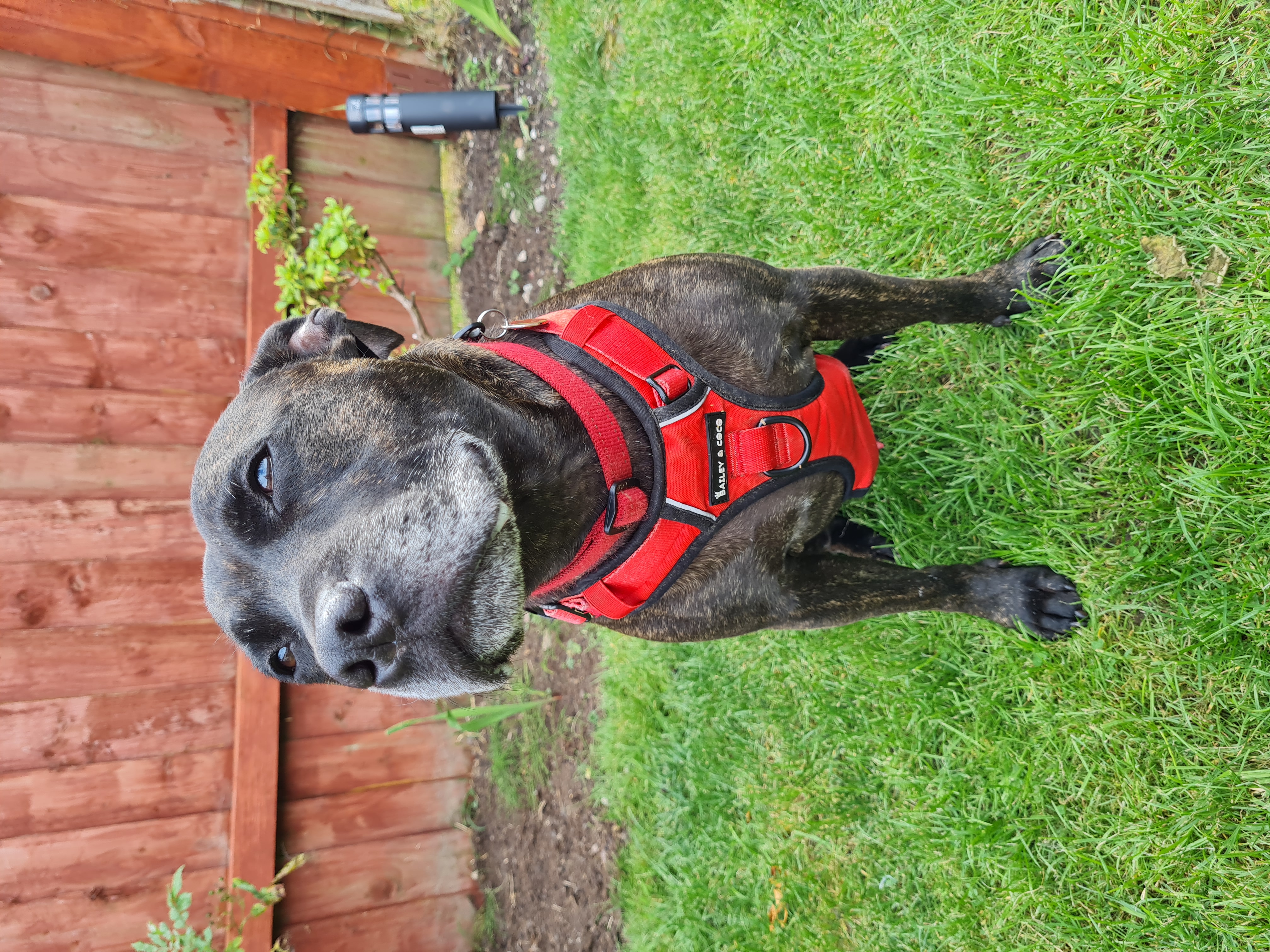 Taz