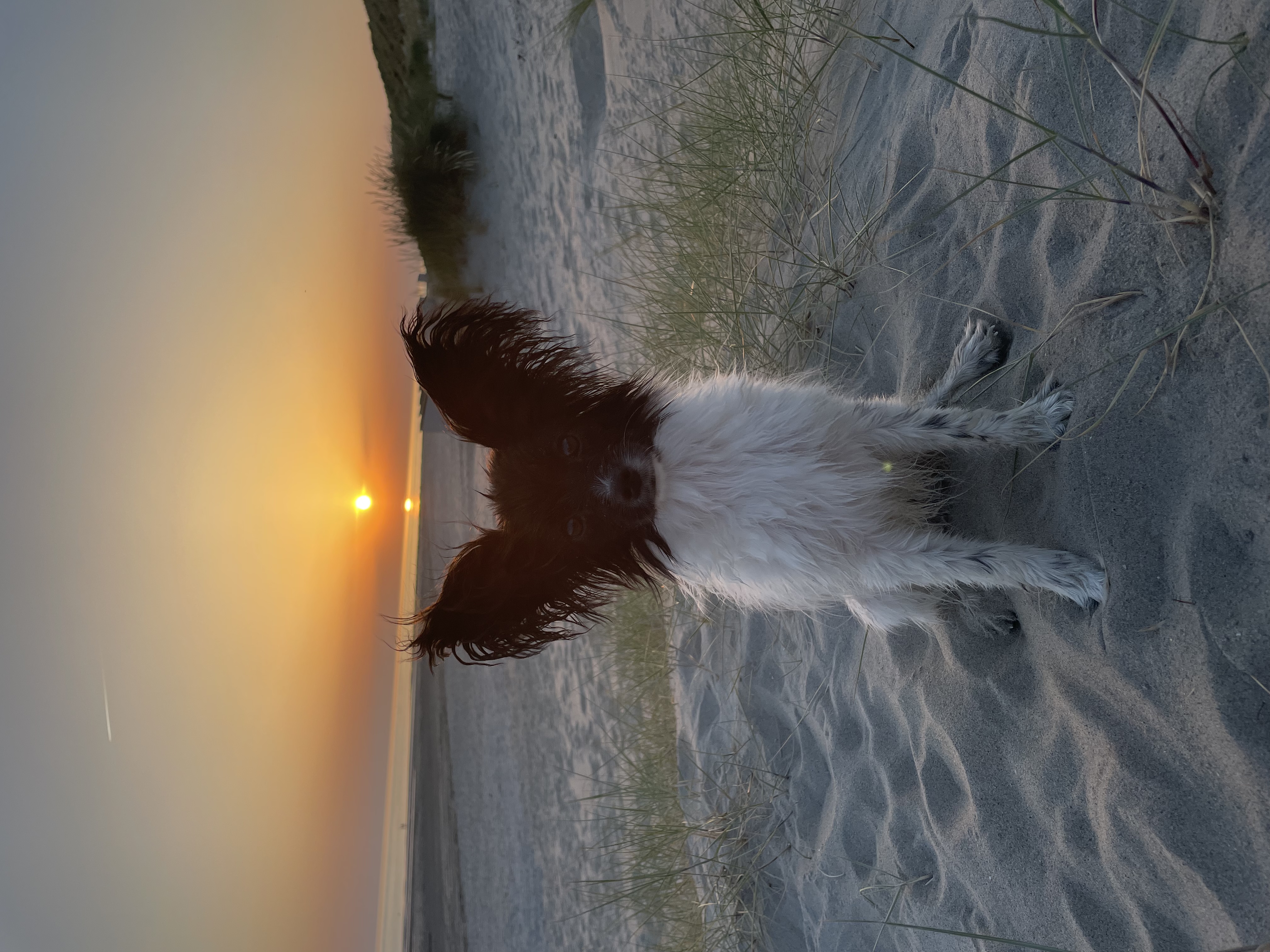 Kaya