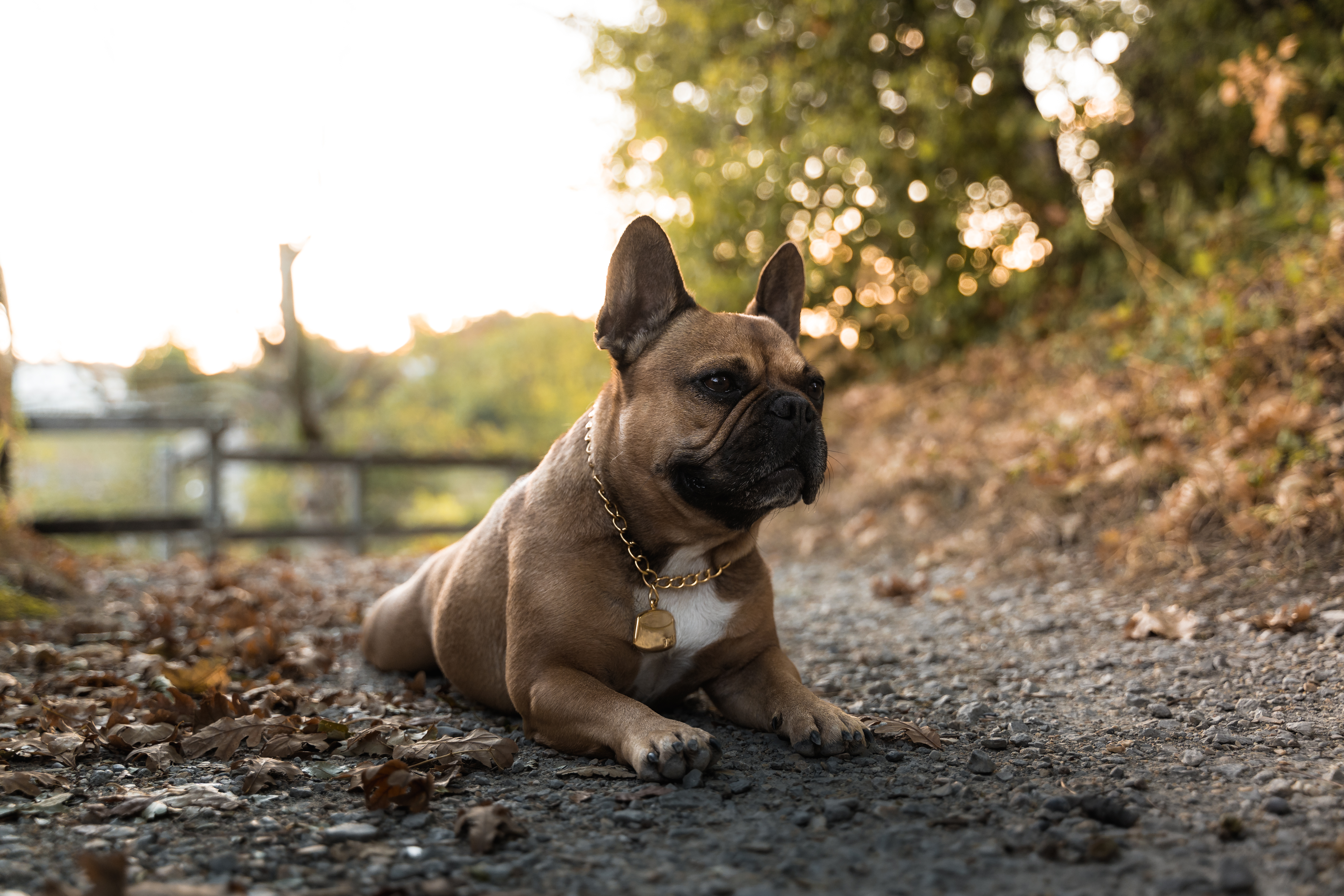 Leilani vom Kaliberg