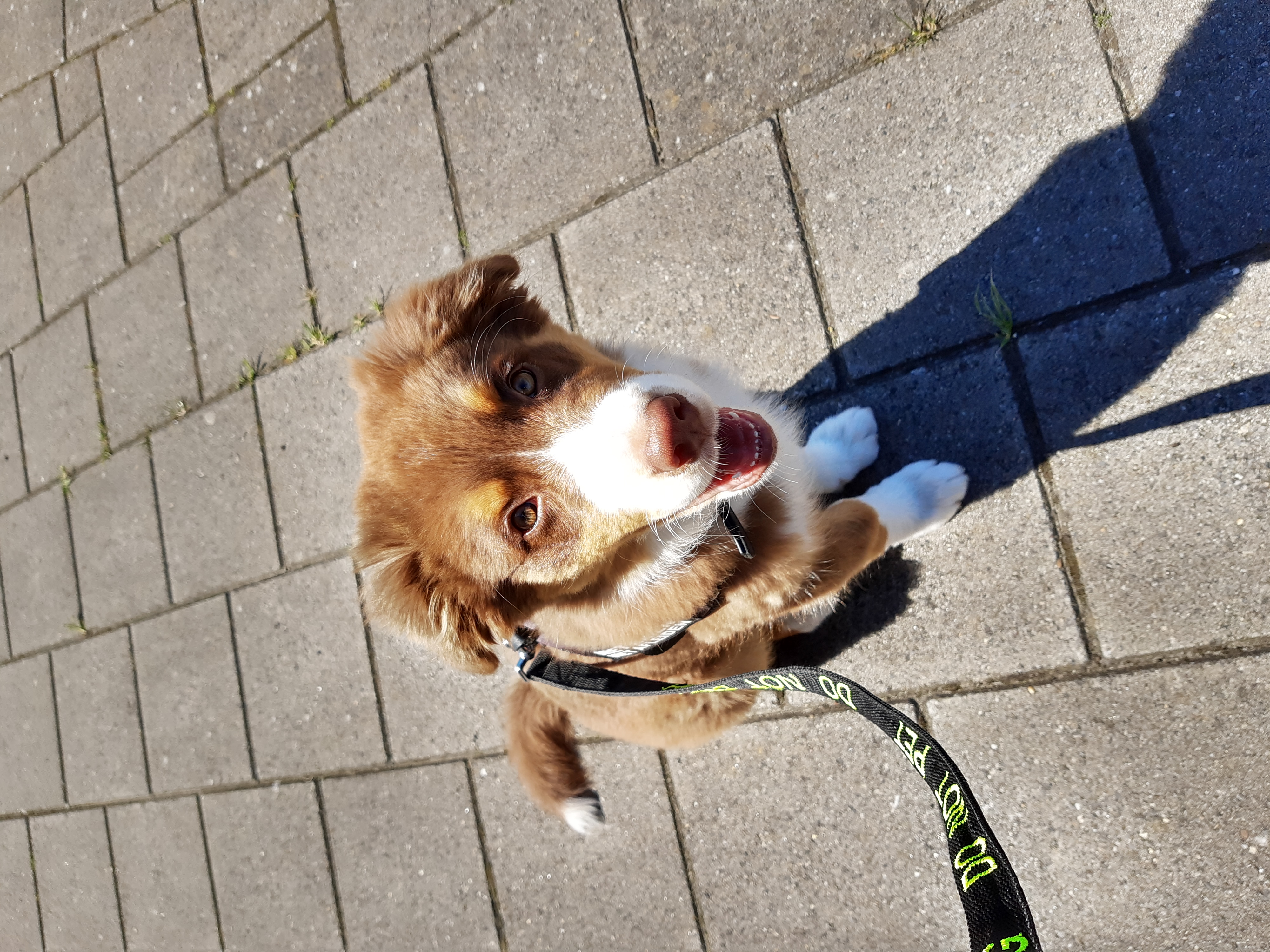 Luca