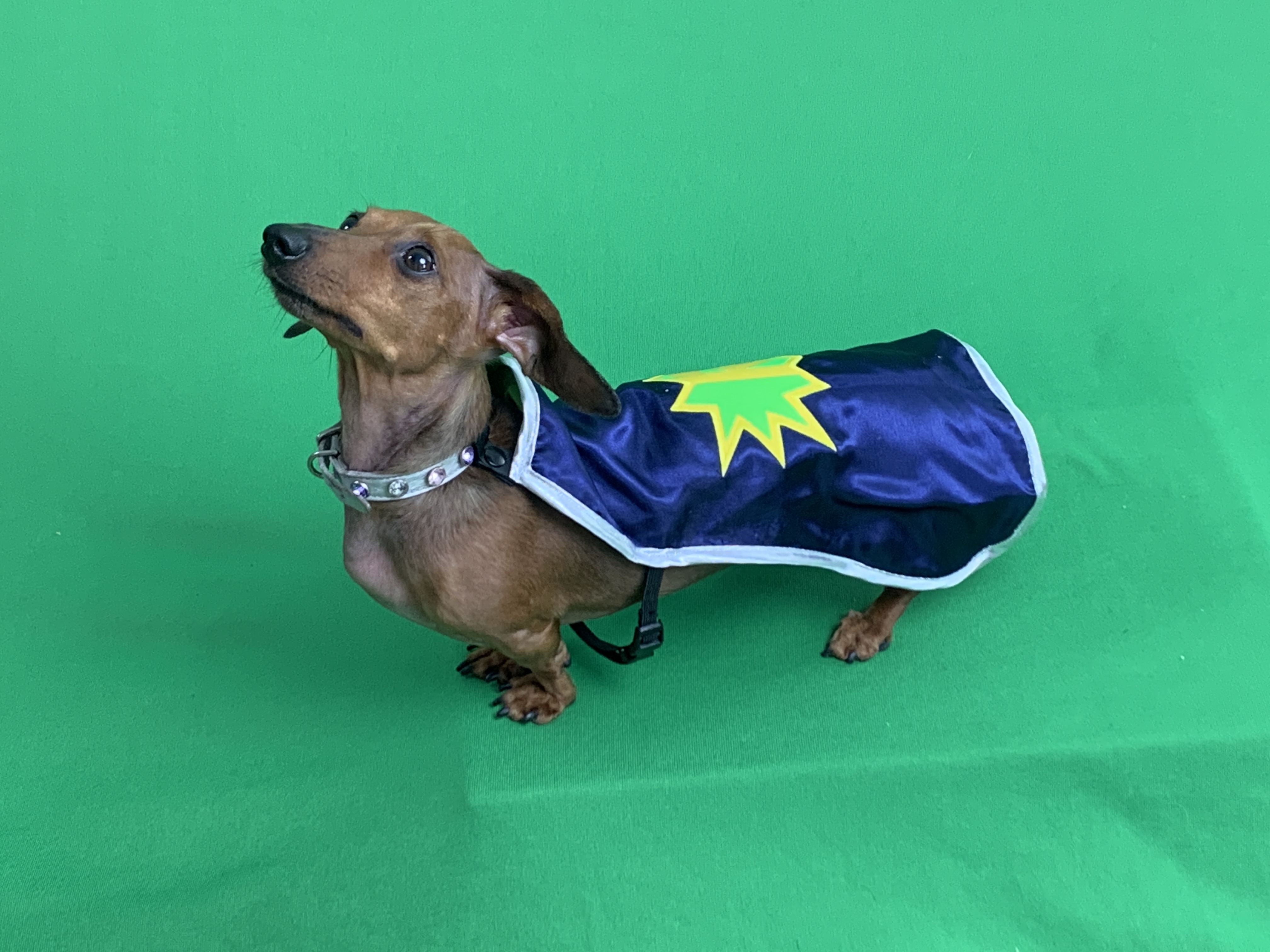 Tula Belle The Nooch