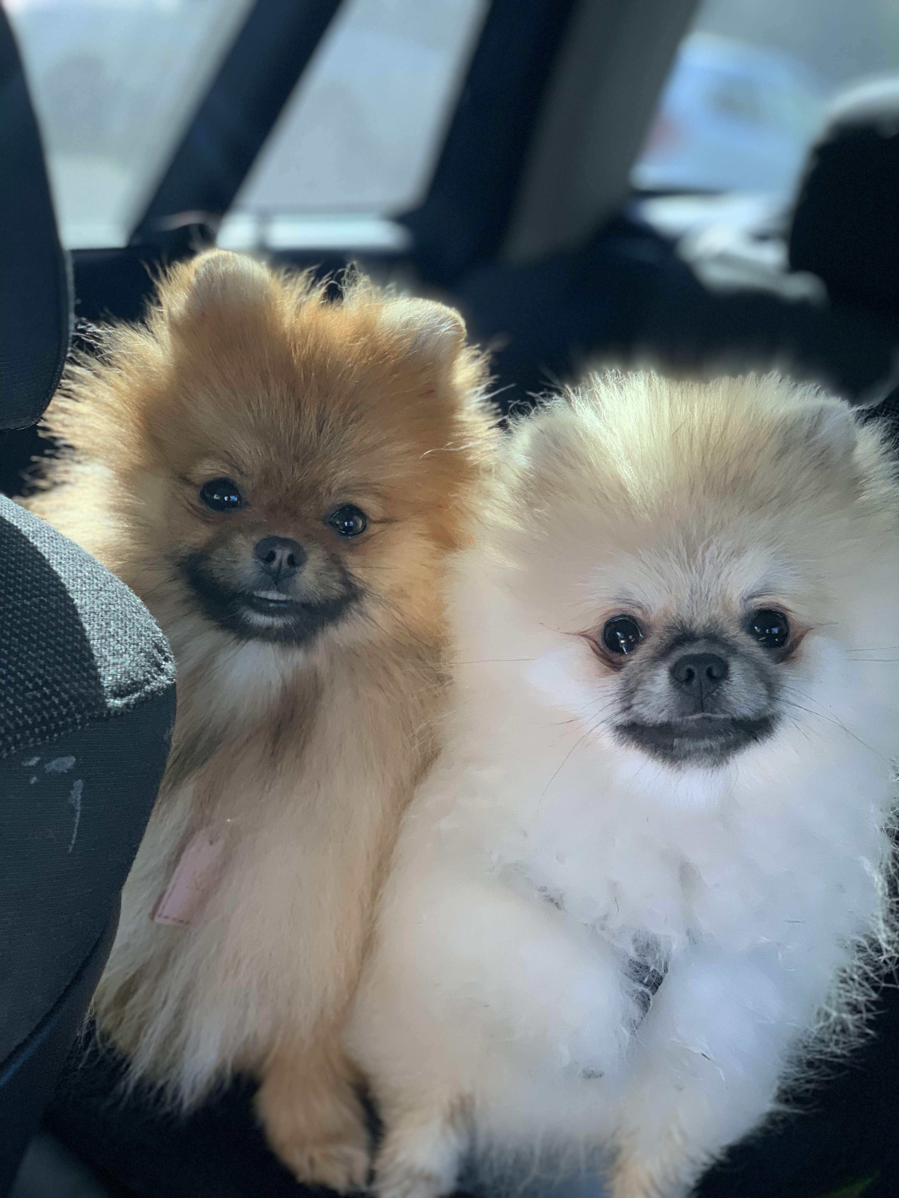 Eros & Khloé & Nala