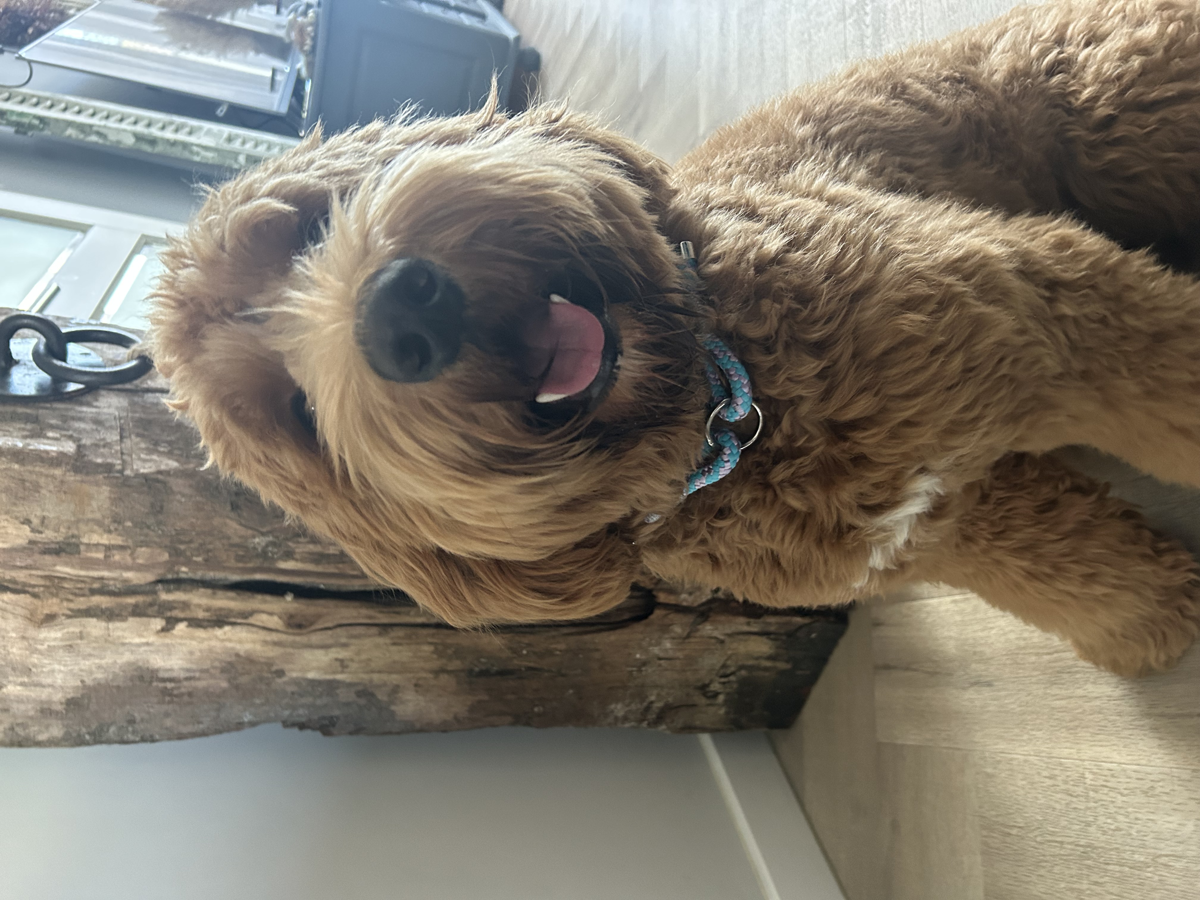 Enzo