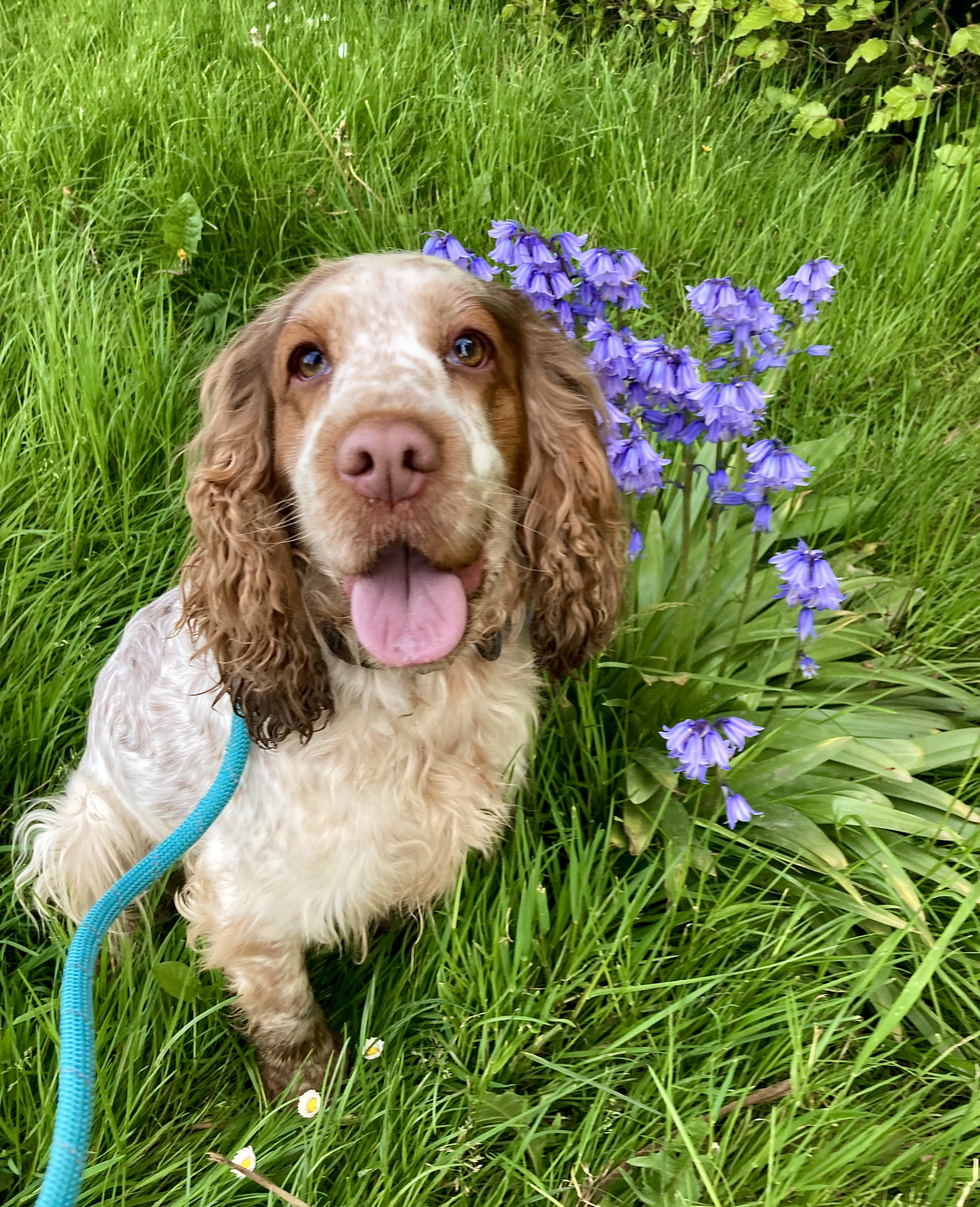 Daisy