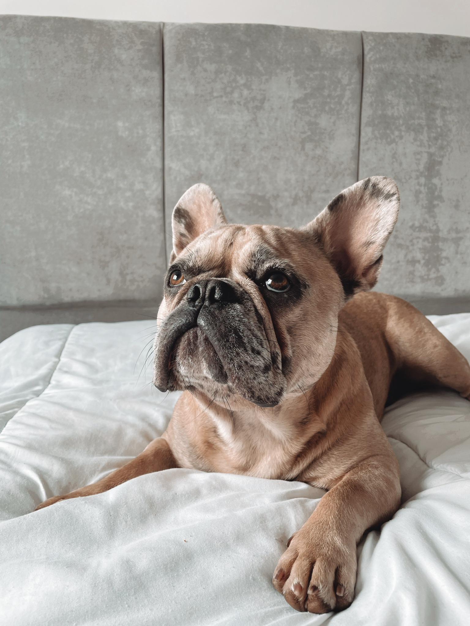 Rocco