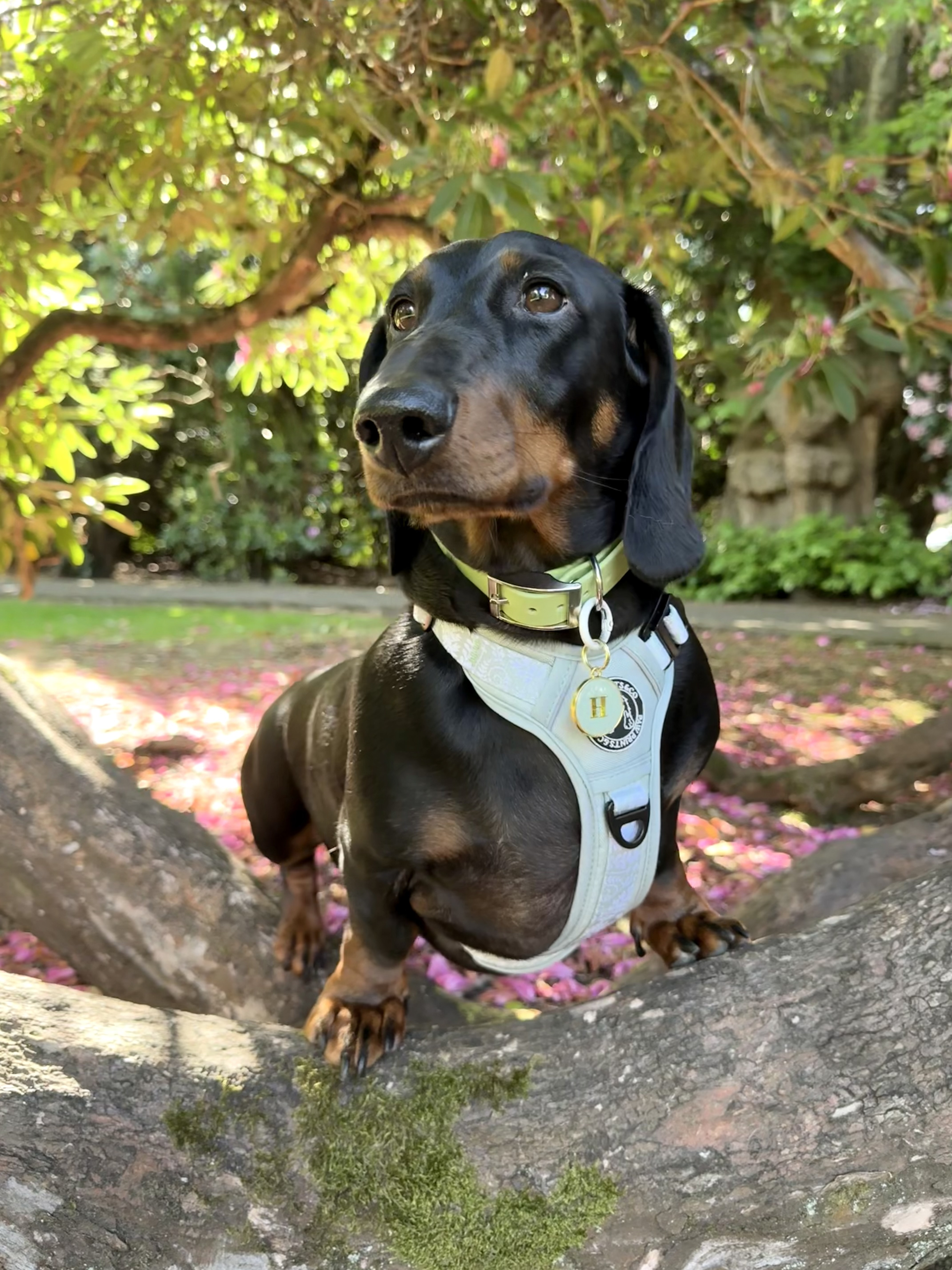 Hugo