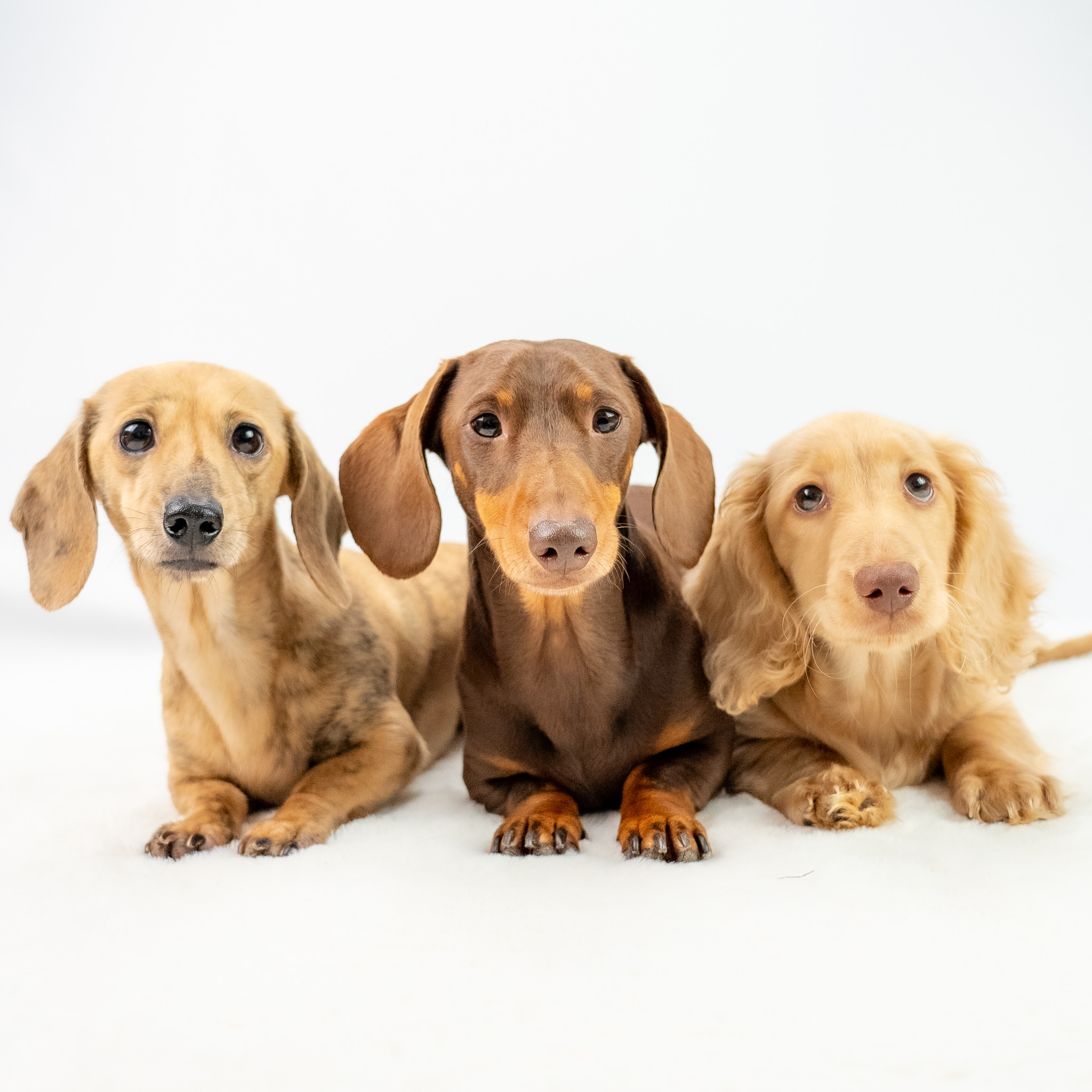 Slinky, Jessie & Rex