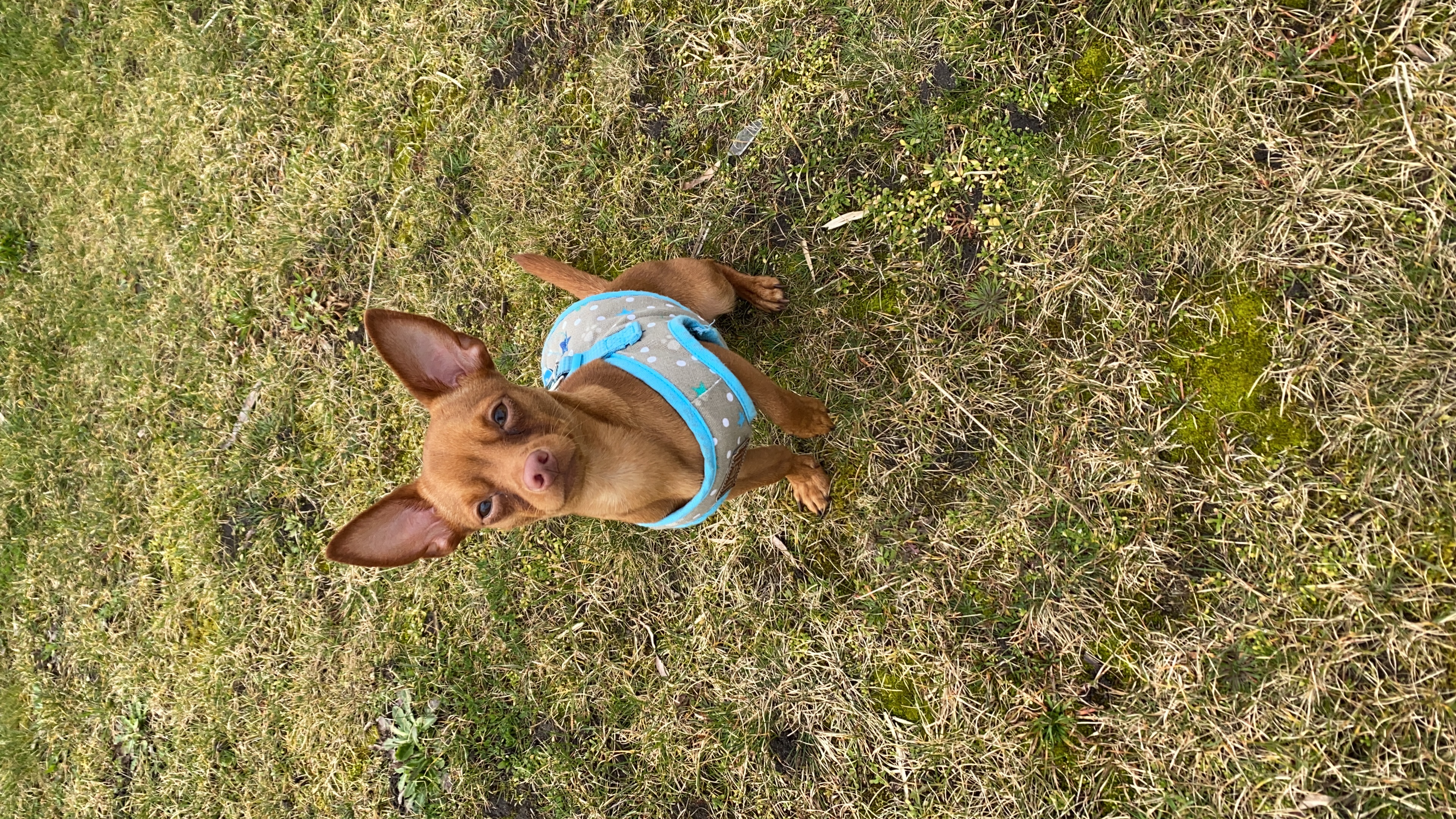 Bram