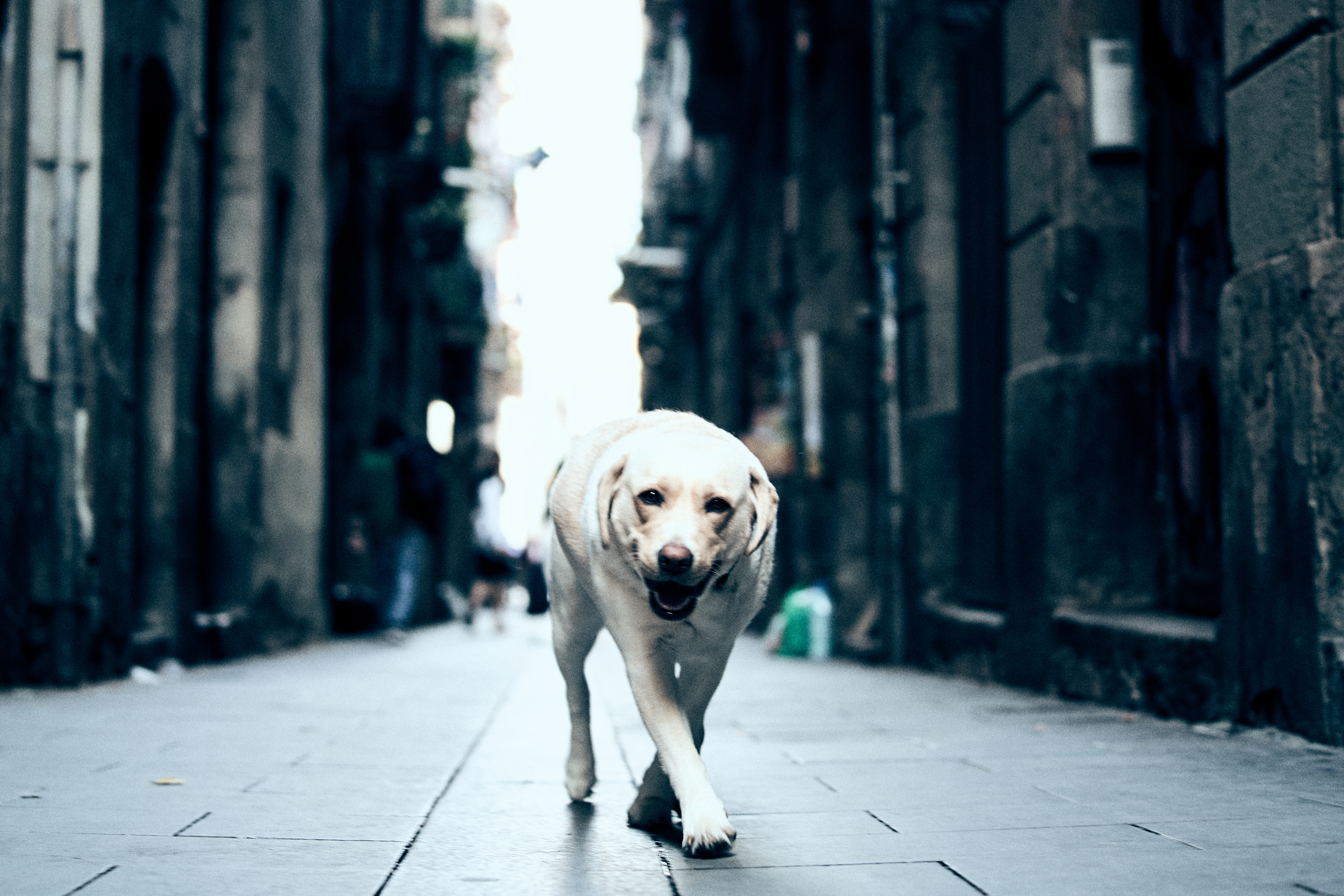 ONA - we have more dogs (assistance and therapy dogs)