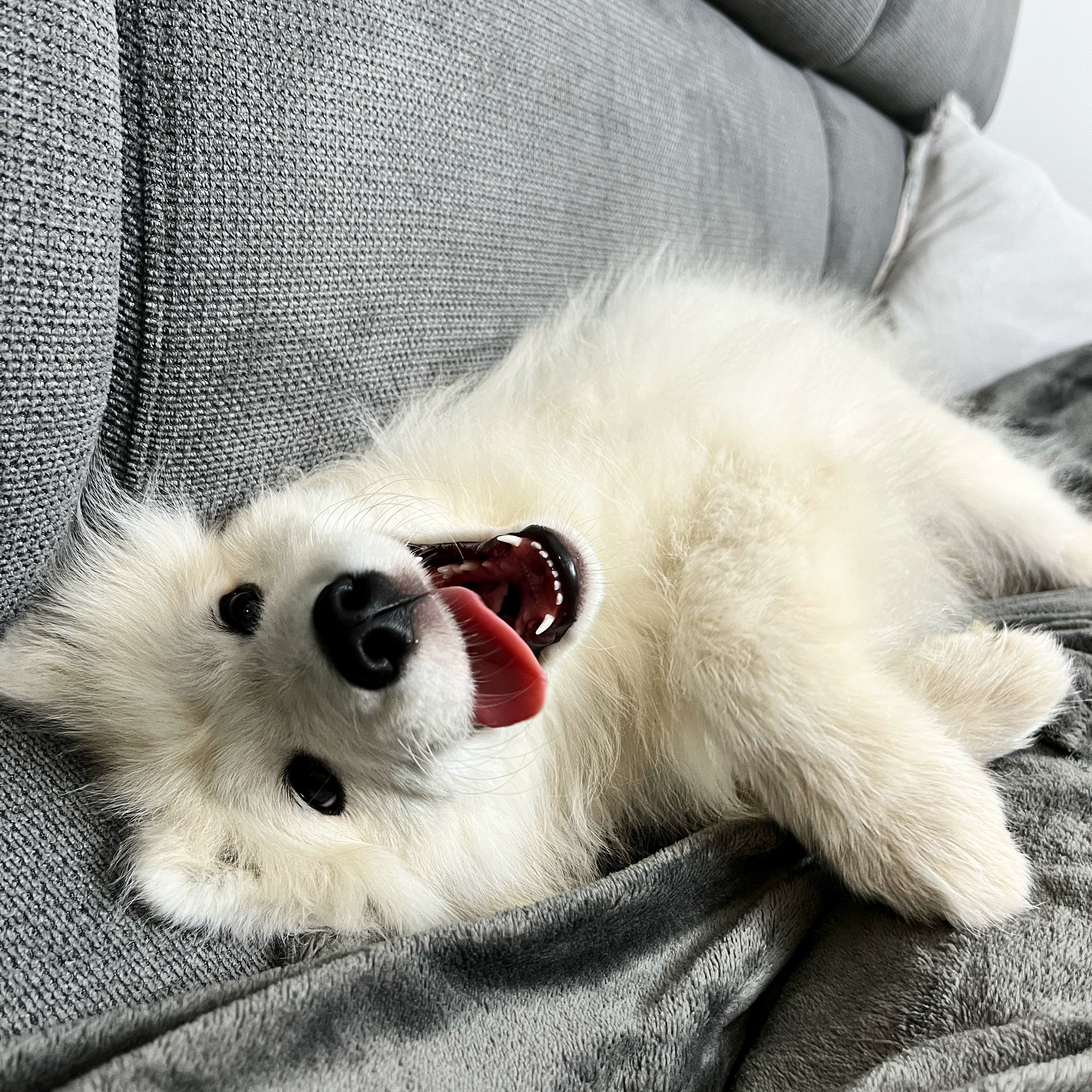 Sammy