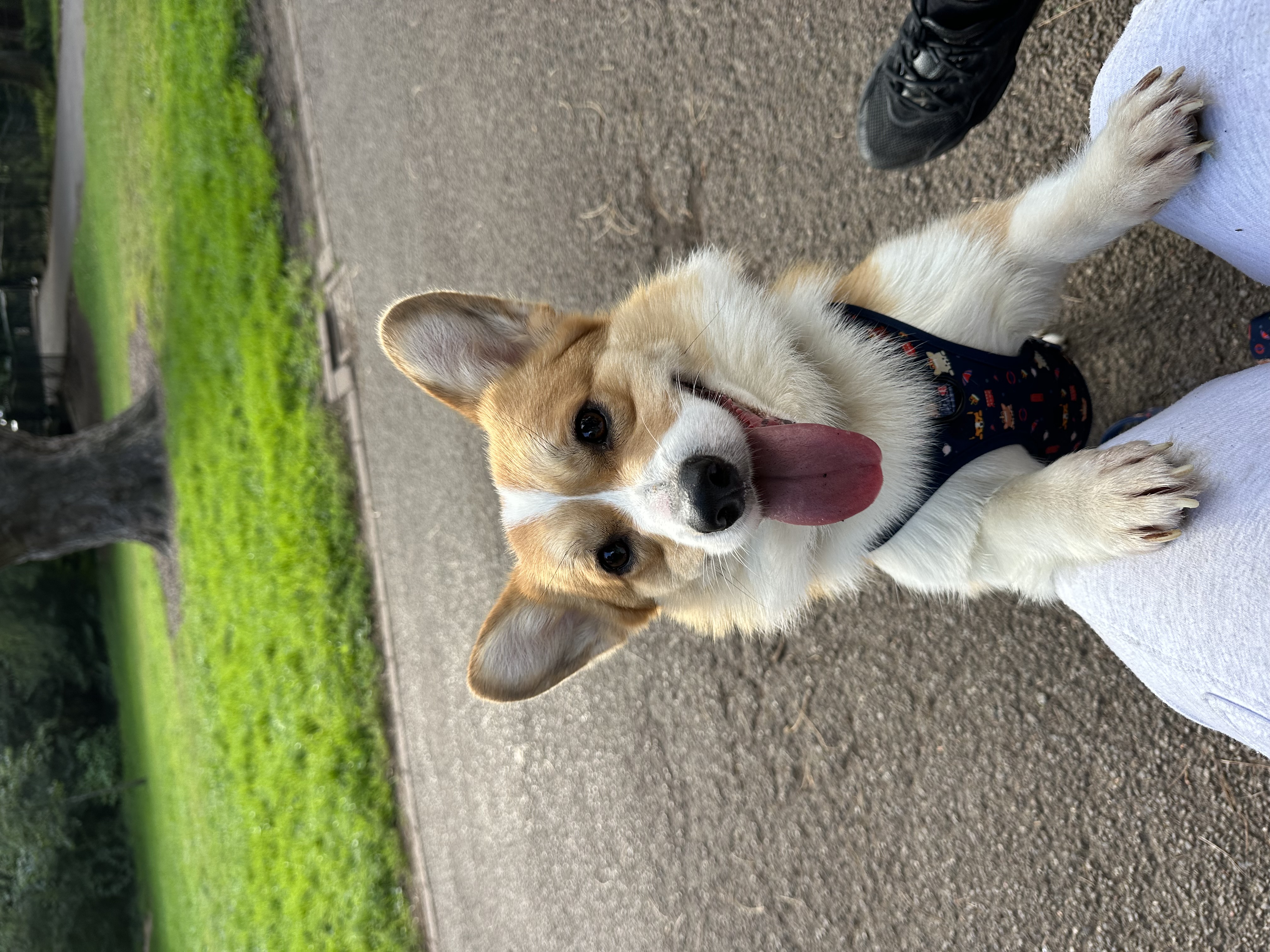 Koda